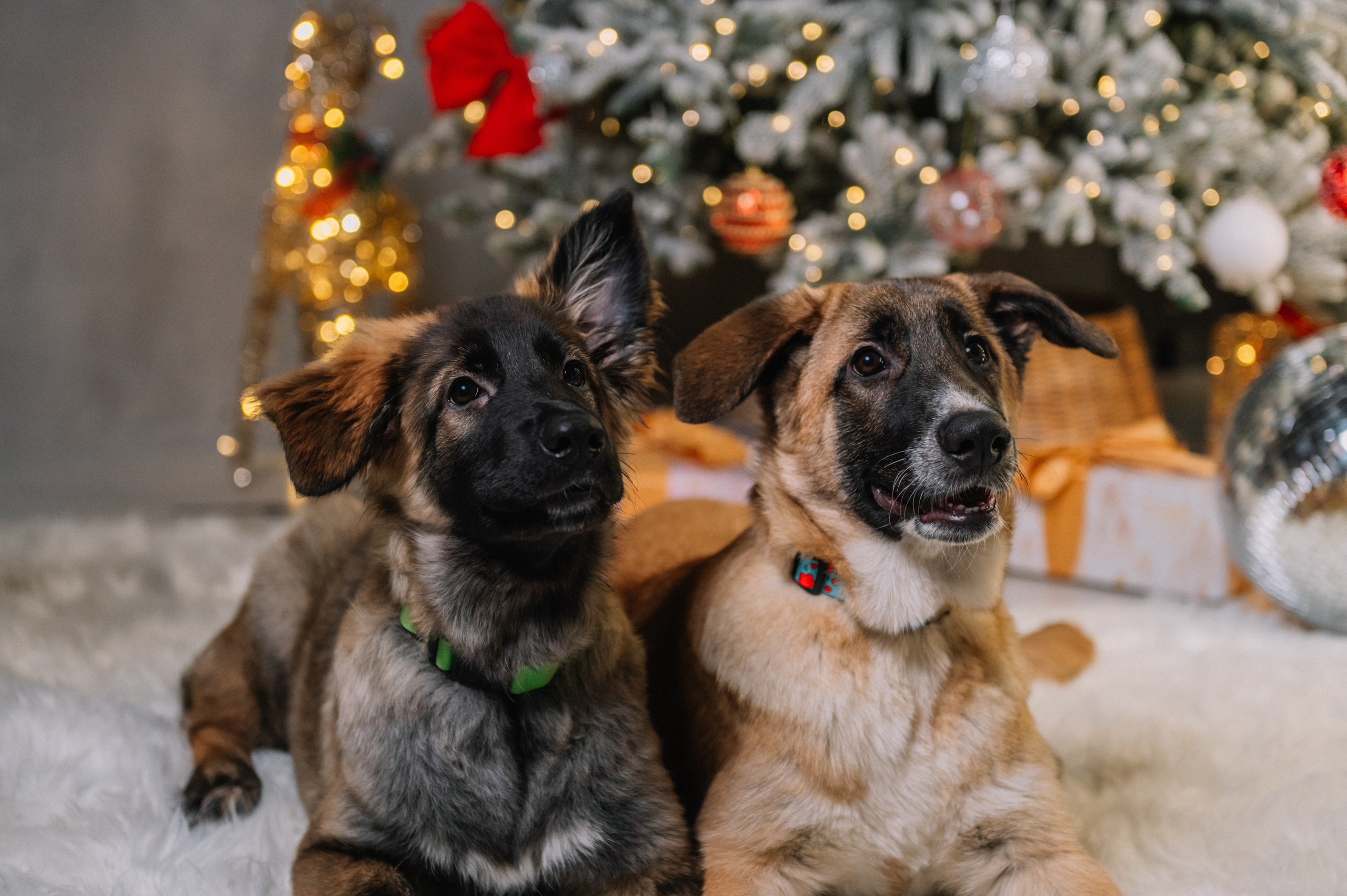 Съемка-пристройство: Мия и Майя. Анна Пушина, фотограф, Москва, Королев, Пушкино