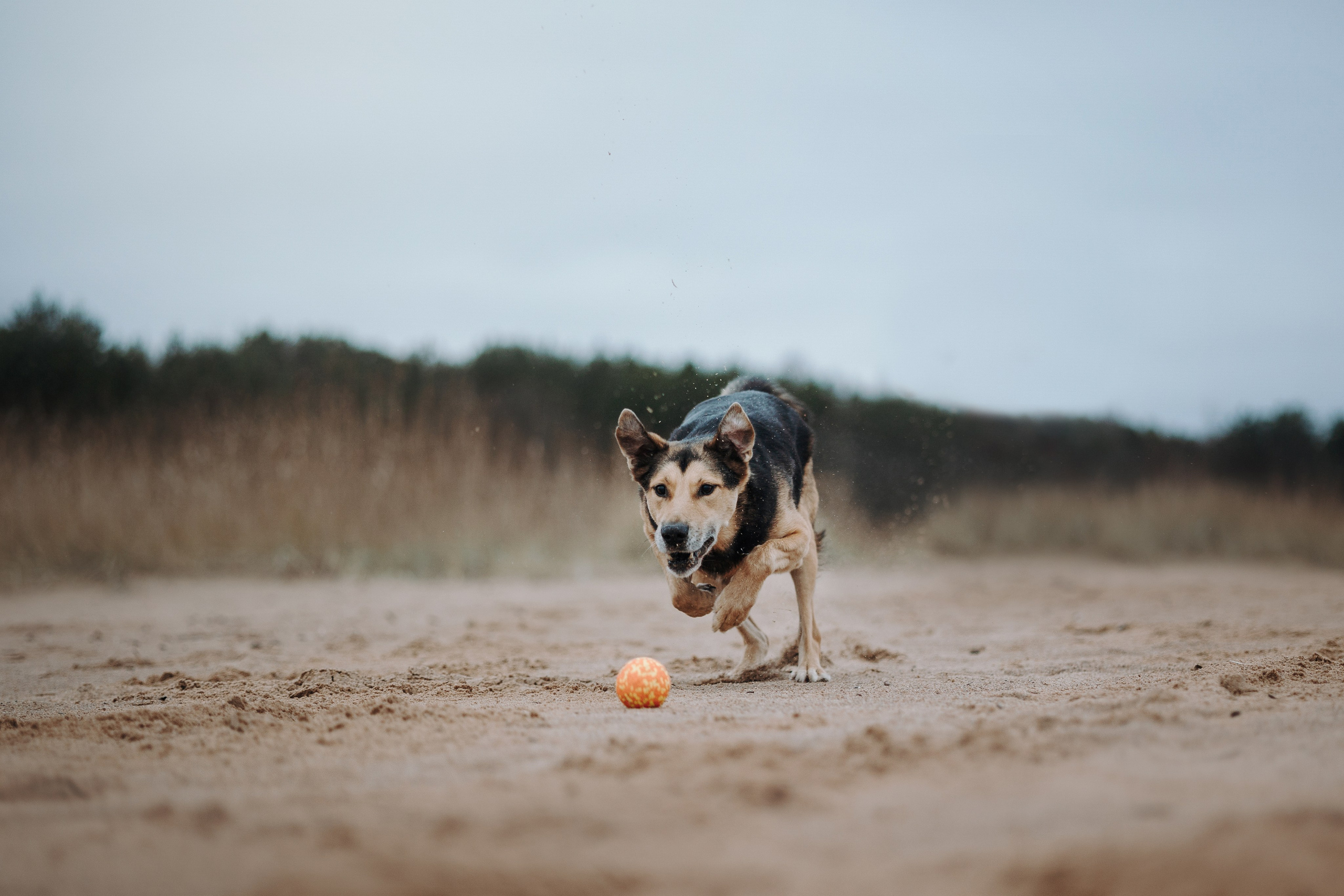 Наталья и Того. Фотограф — Анималист | Санкт-Петербург