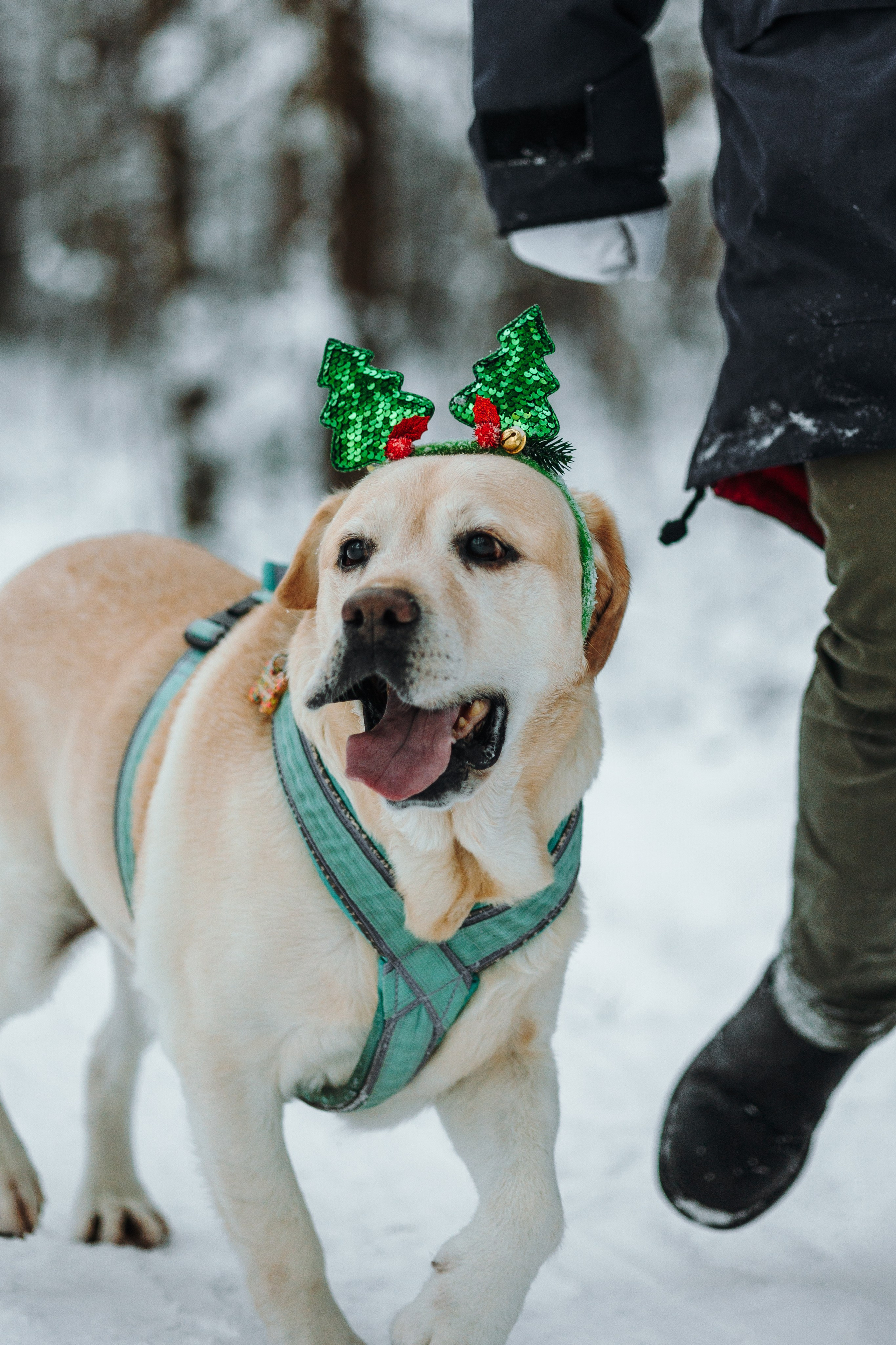 Ребята и их хвостатая семейка. Фотограф — Анималист | Санкт-Петербург
