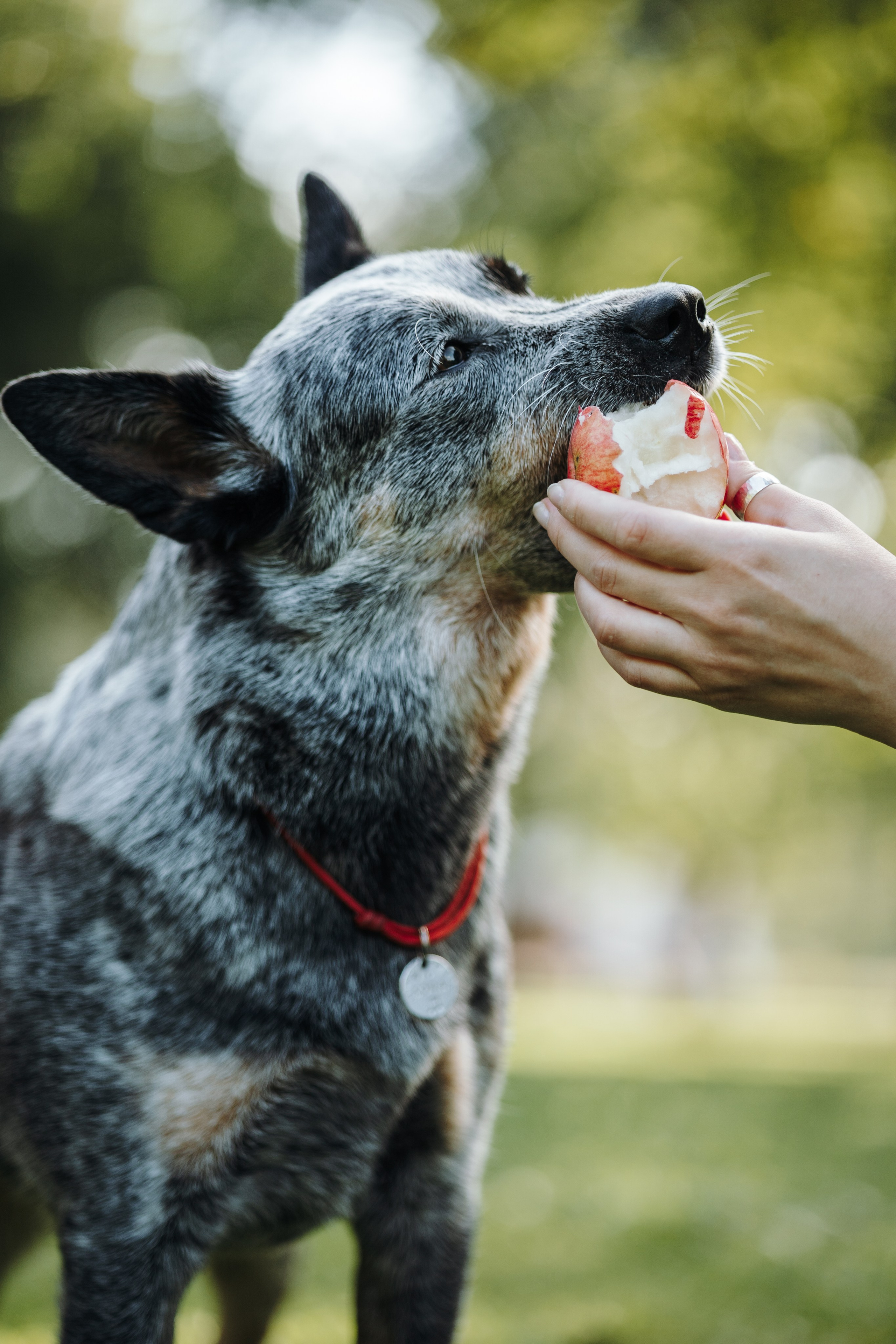 Кода и ее семья. Фотограф — Анималист | Санкт-Петербург