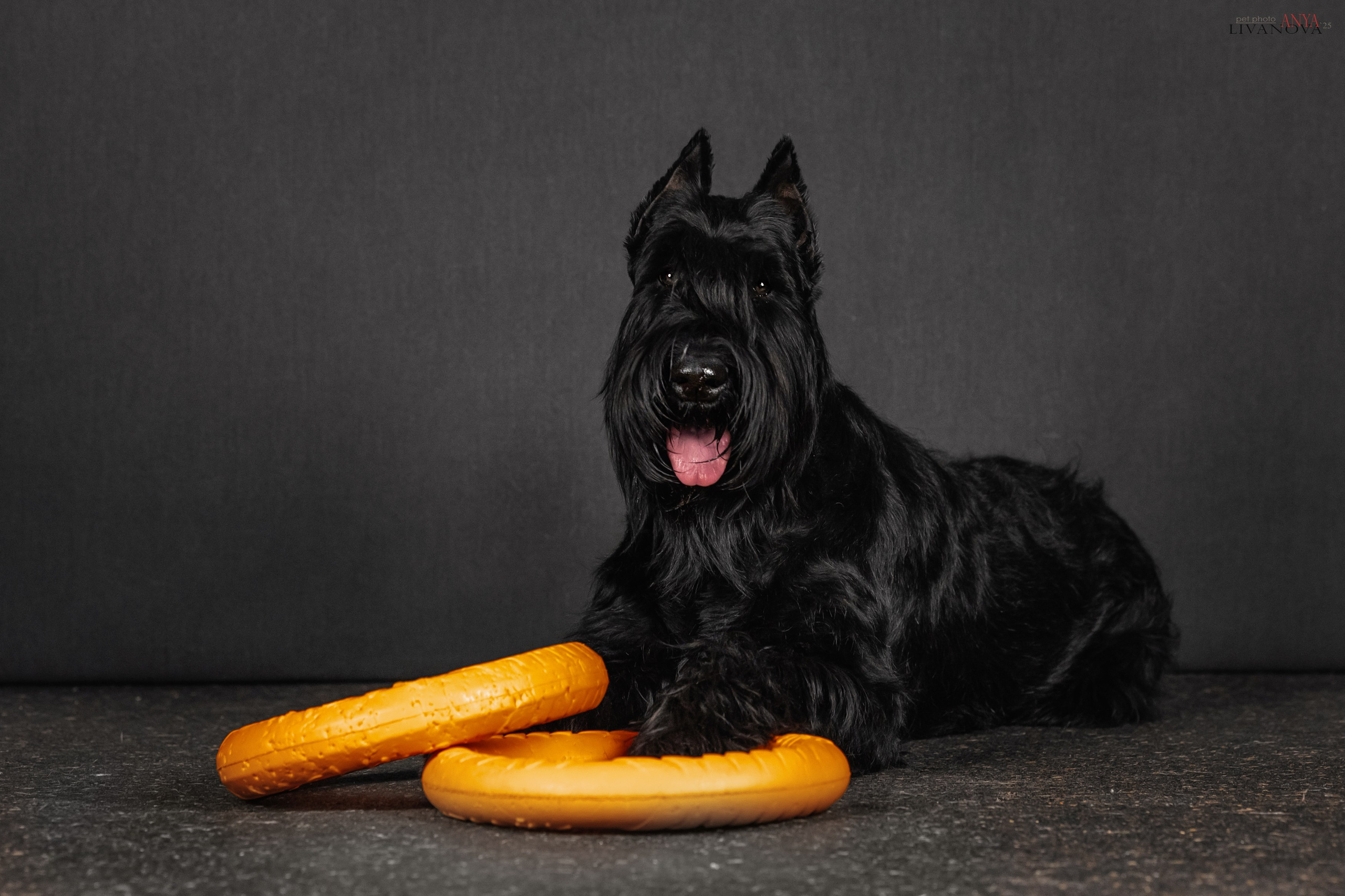 Берта. Фотограф анималист Аня Ливанова | Рыбинск