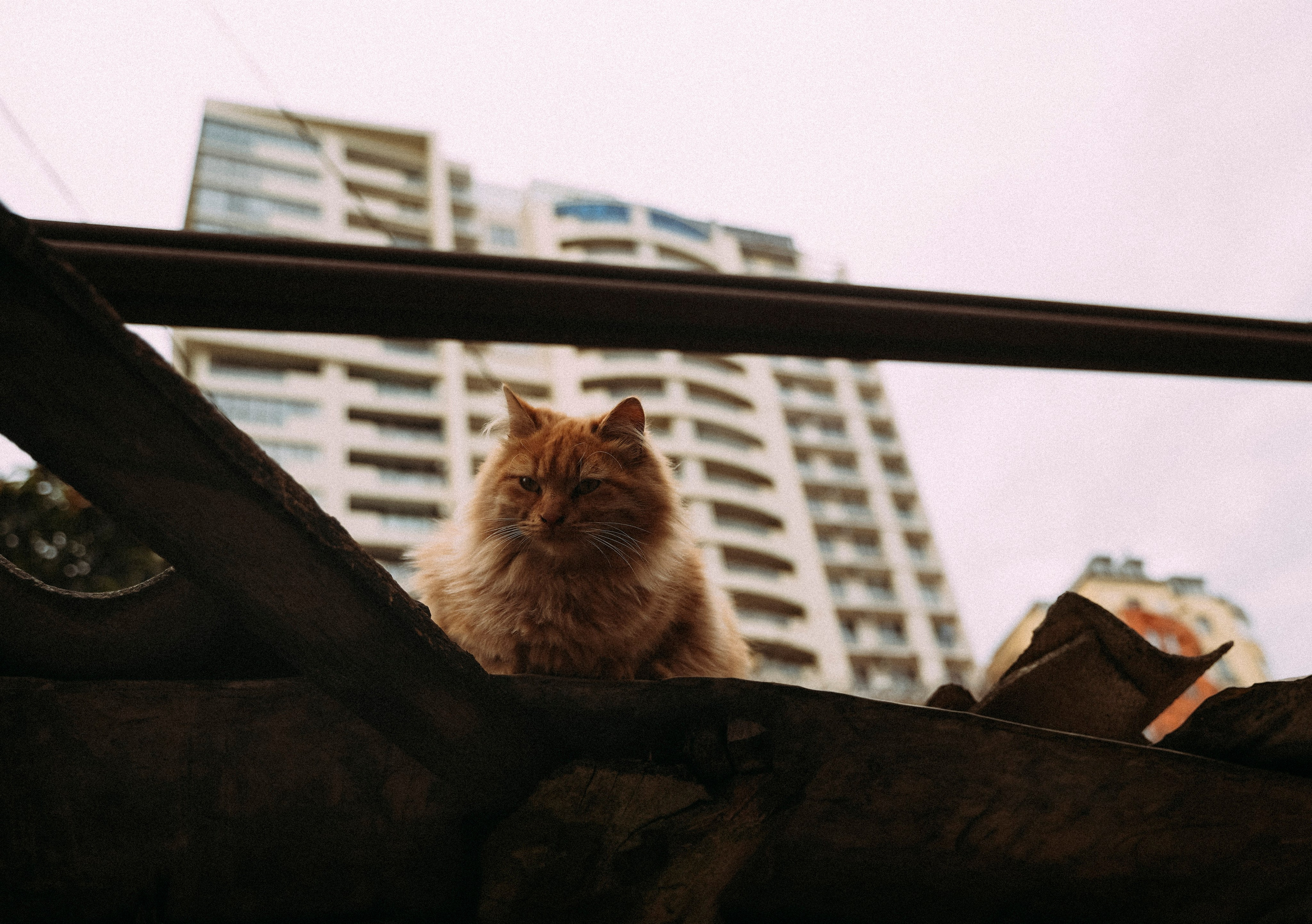 ТБИЛИСИ 2023-2024. Стрит-фотография, полная абсурда, идиотизма и красоты