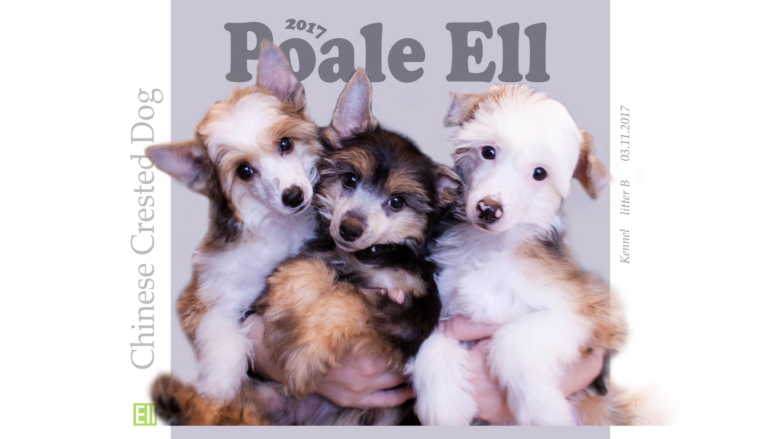 Litter B. Chinese Crested Dog Kennel Poale Ell