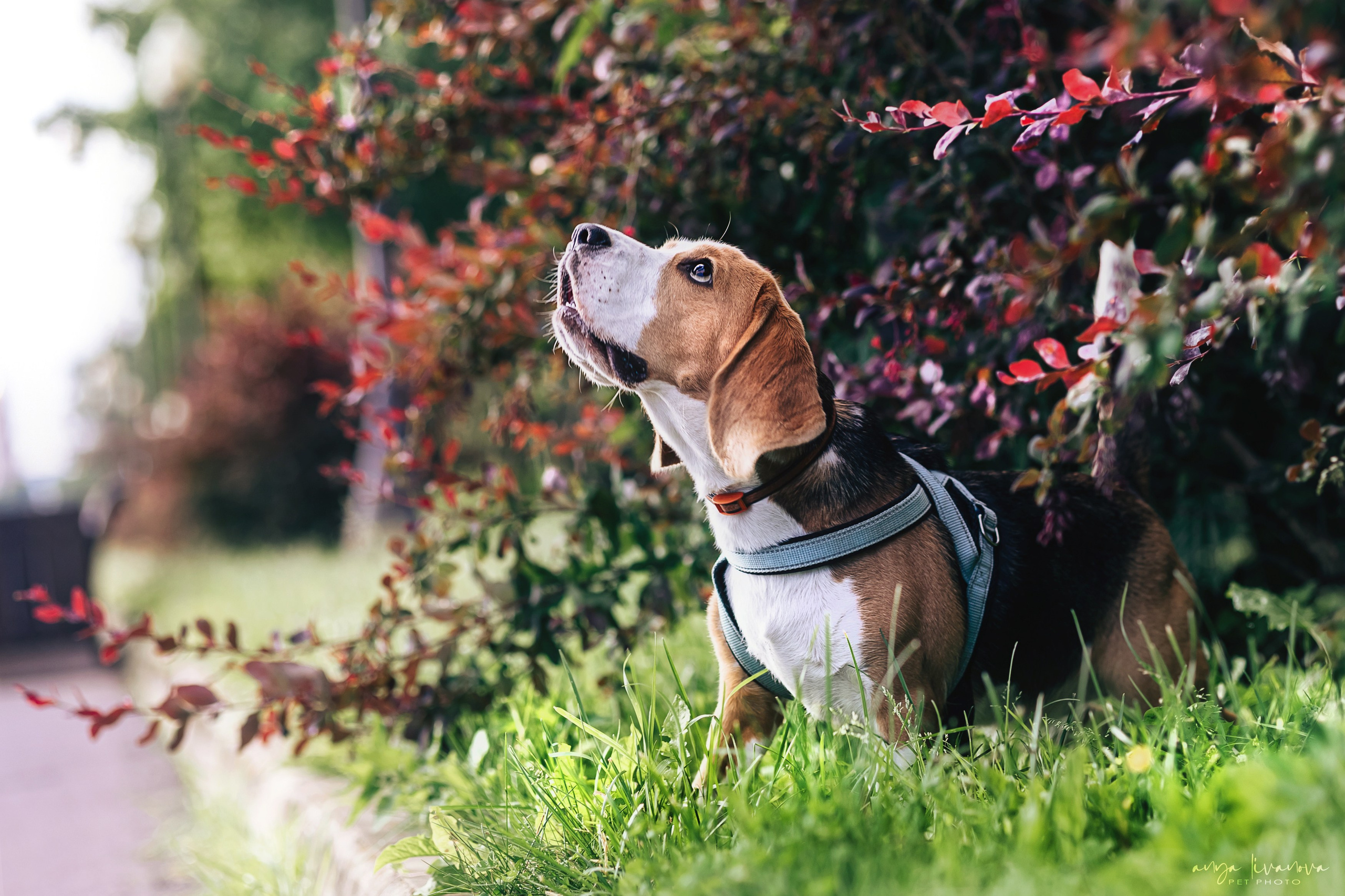 Диана и Дафна. Фотограф анималист Аня Ливанова | Рыбинск