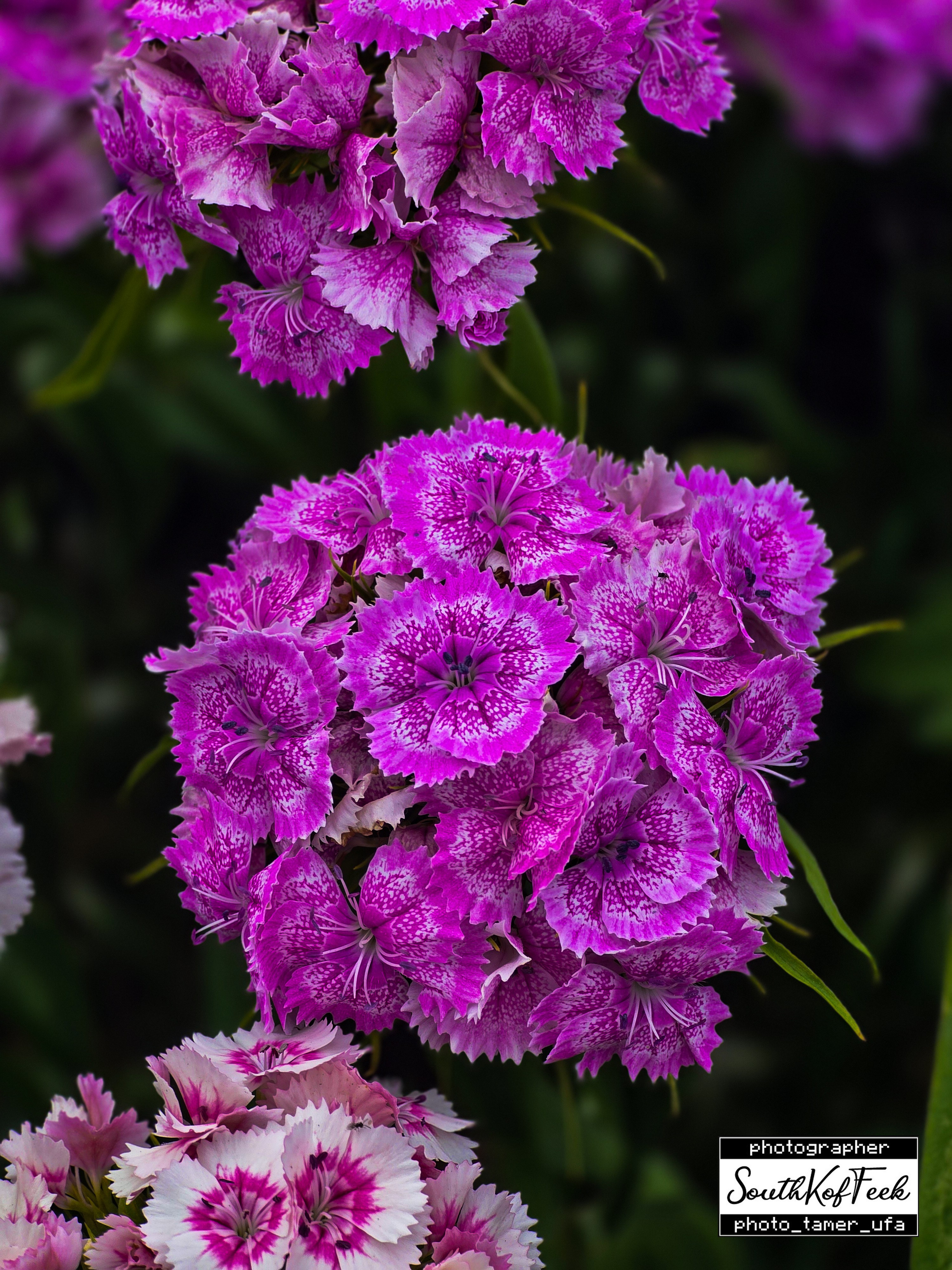 Цветы?. Photo Tamer Ufa