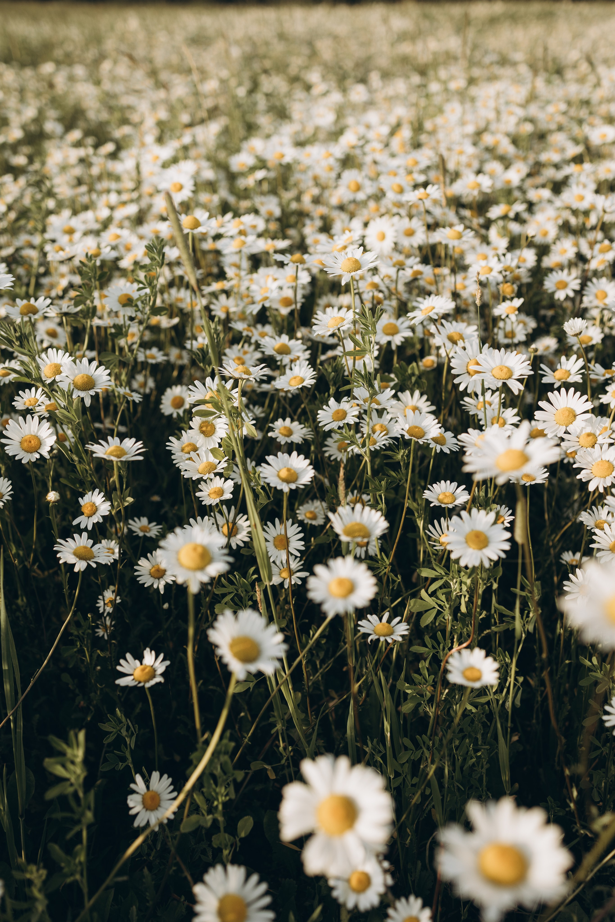 Маша и ромашки. Семейный фотограф в Москве Виктория Ястребинская