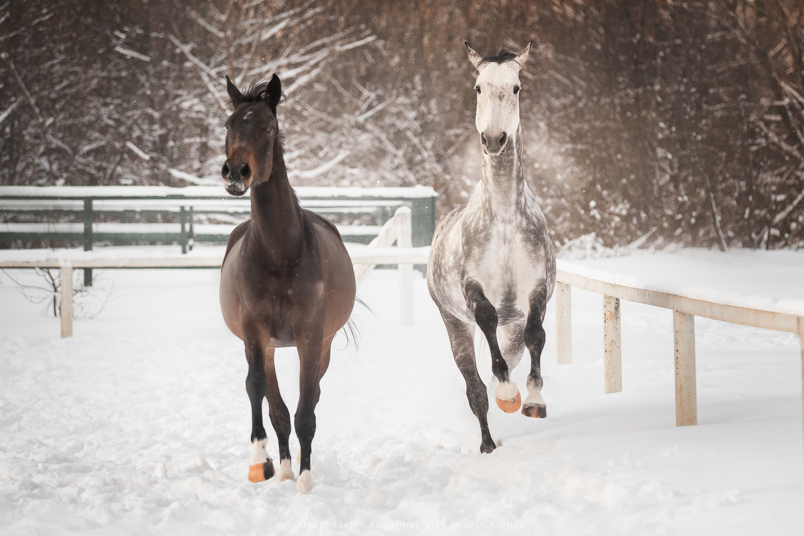 Ловеласка и Клистал Лав, «ЮНА». Конный фотограф Куракина Дарья • Фотосессии с лошадьми