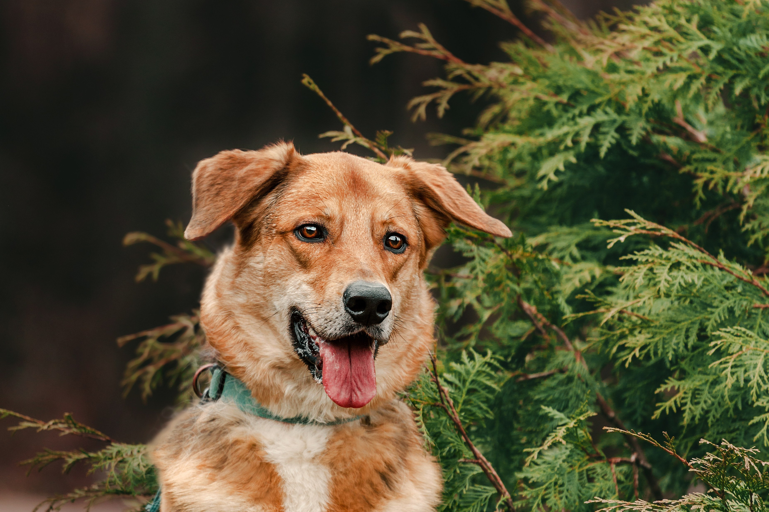 Трэвис и Валли 2024. Фотограф-анималист Татьяна Степанова