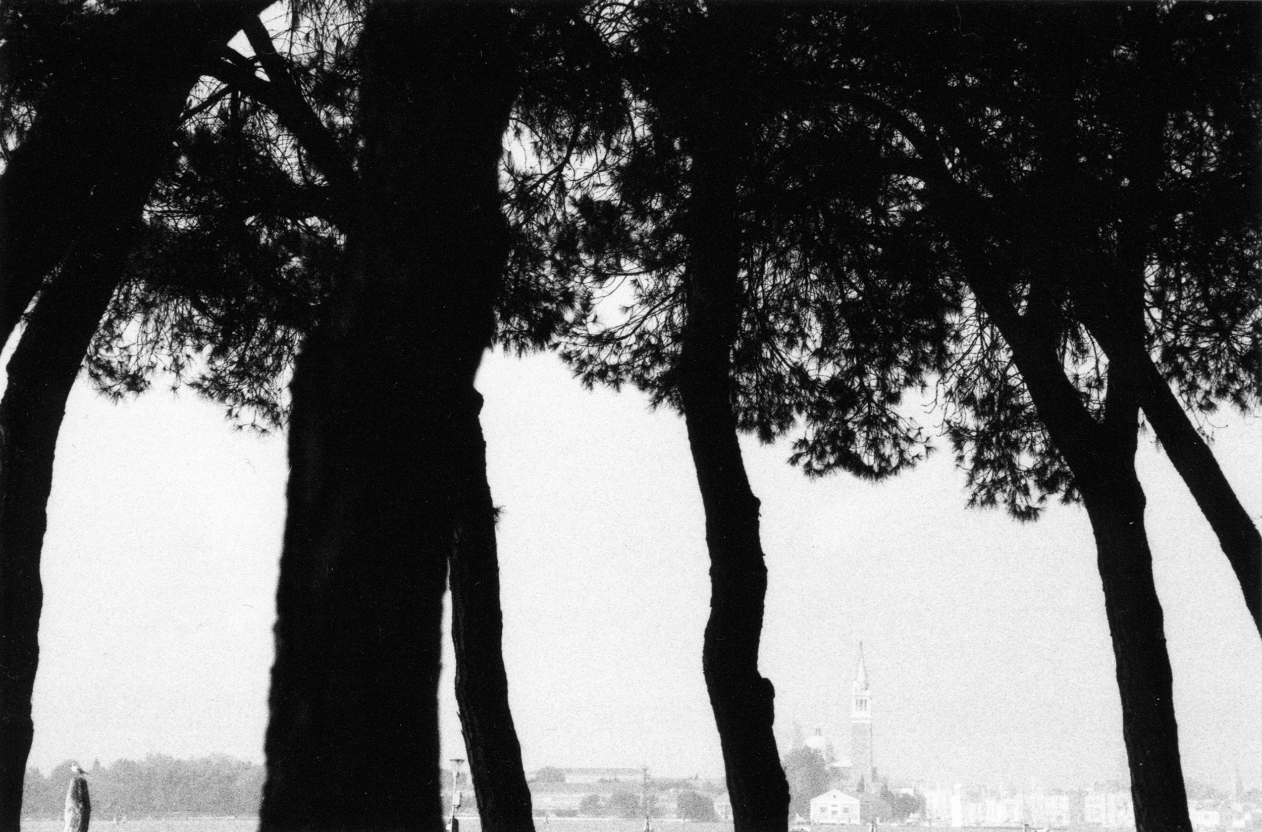 Елена Цихон художник фотографии и мастер фото-ДНК