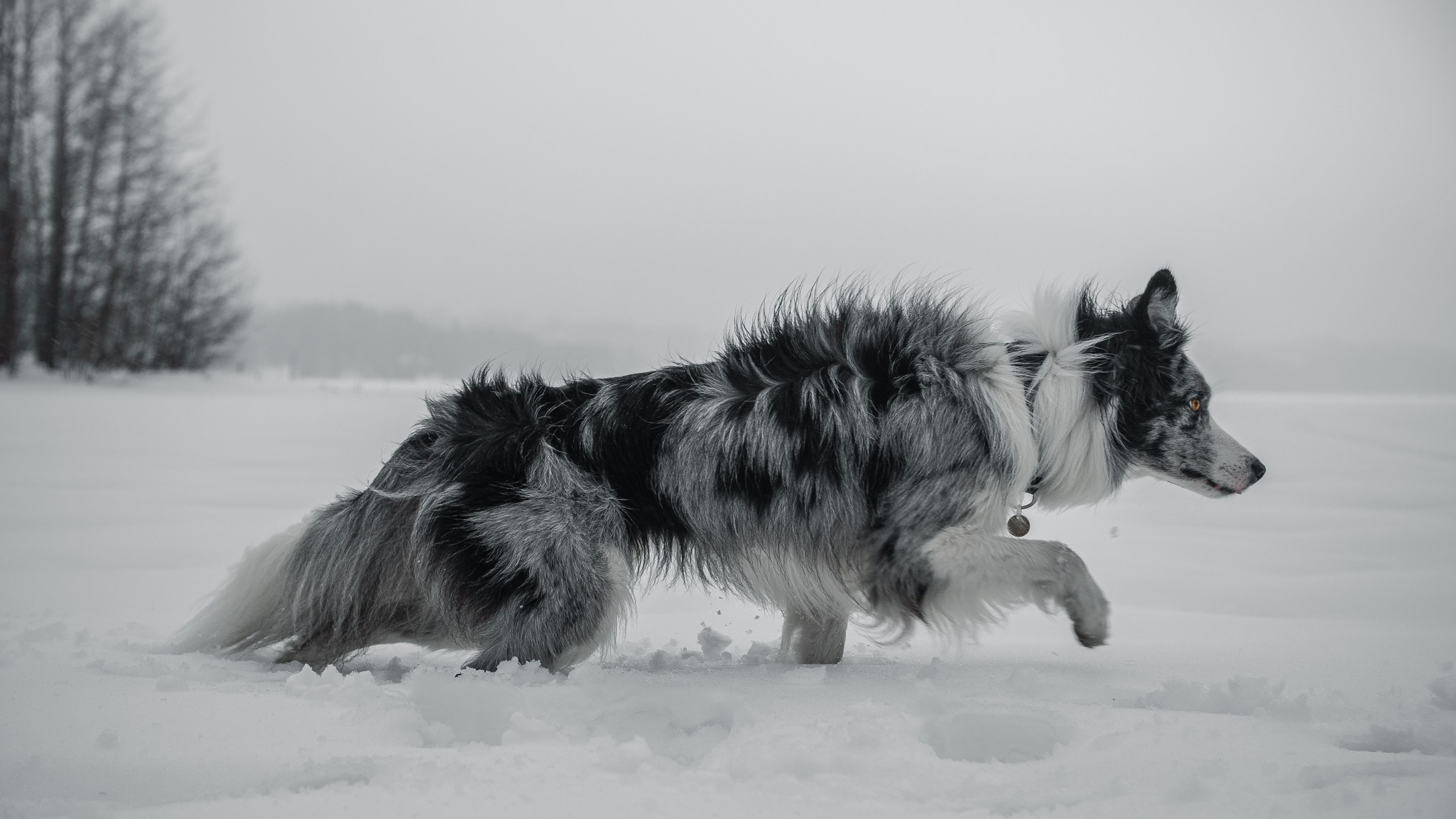Токсово. Фотограф анималист Никита Натальный