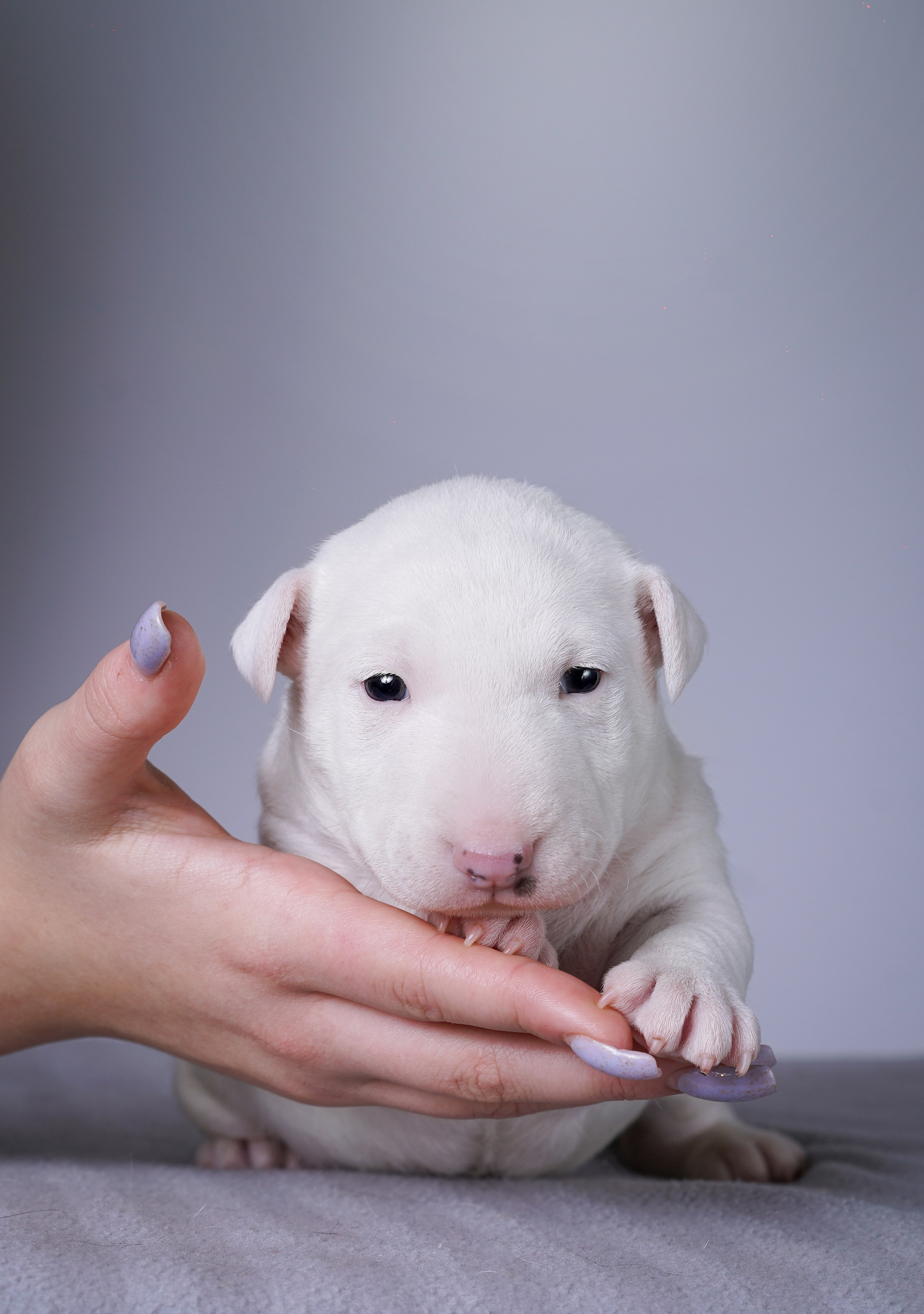Щенки минибуля. Фотограф-анималист в Санкт-Петербурге Яна Мартынова