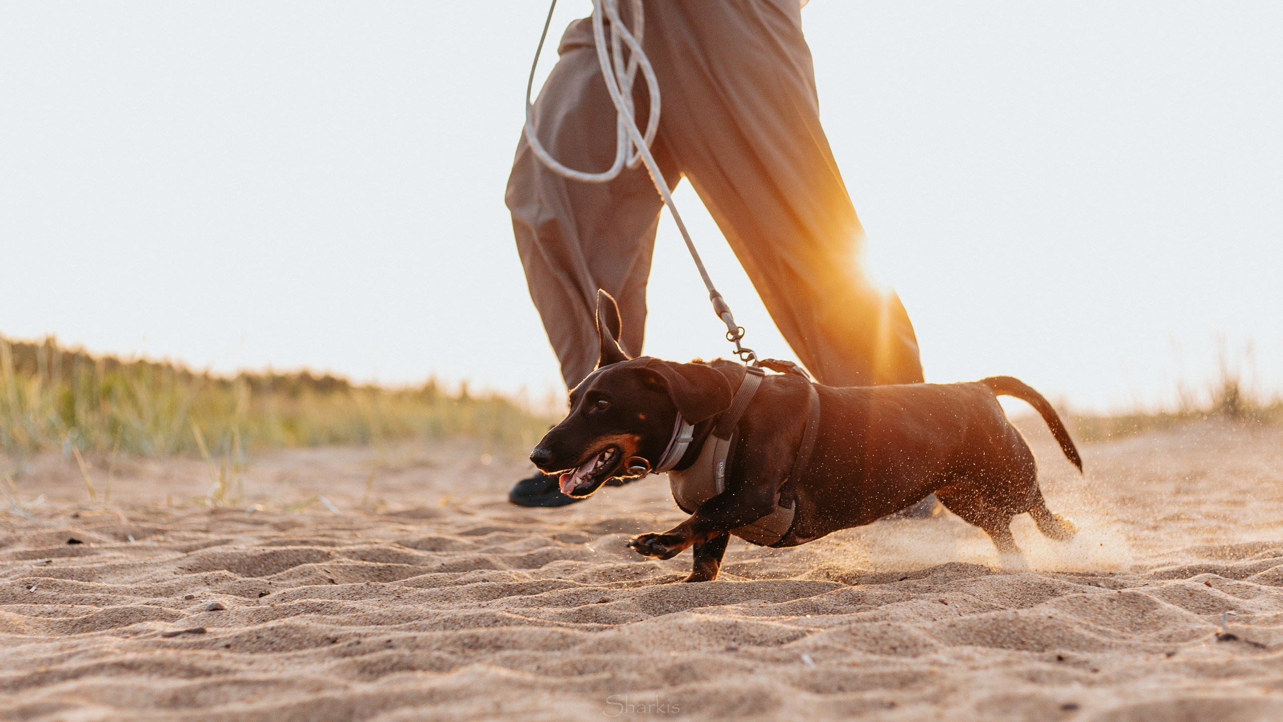 Аня и Алиса. Главная
