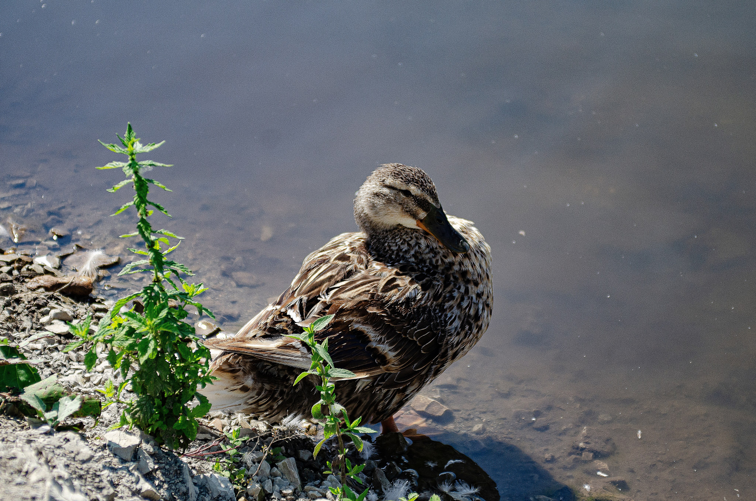 Птицы.Животные. Sreda fotoArt