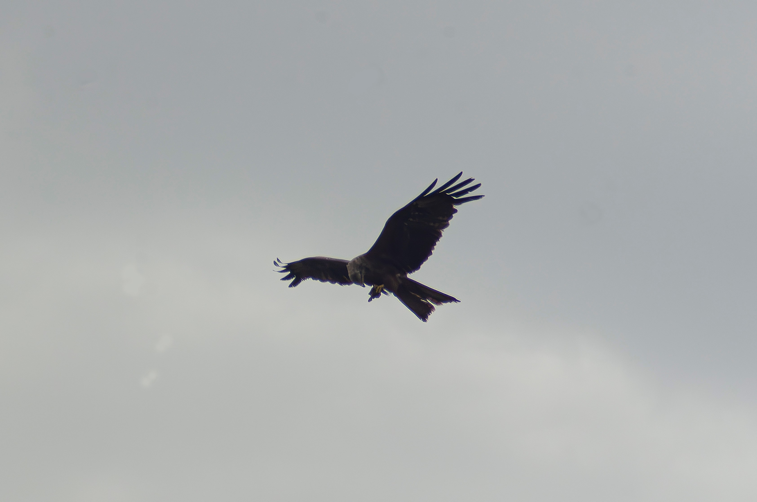 Птицы.Животные. Sreda fotoArt