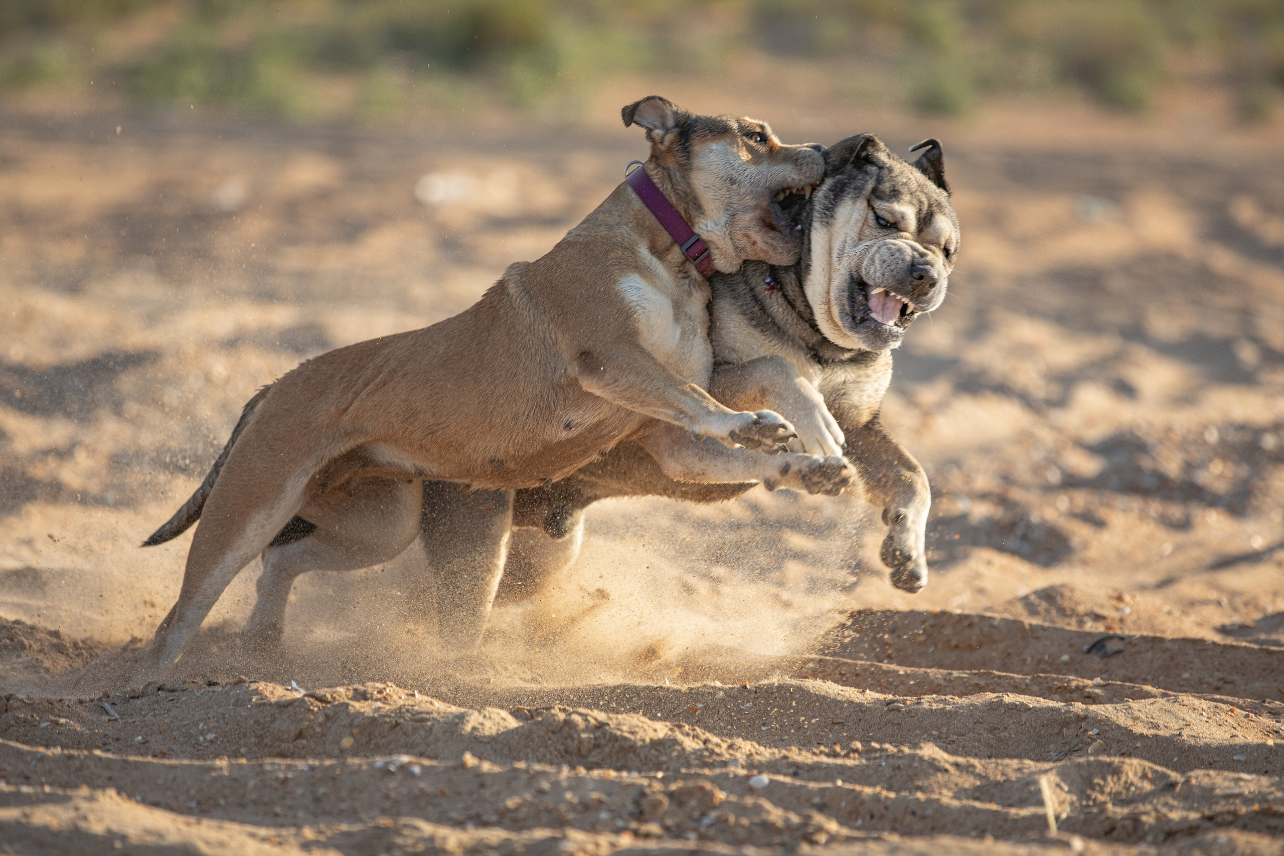 В движении. Yana Karamysheva Animal Photo