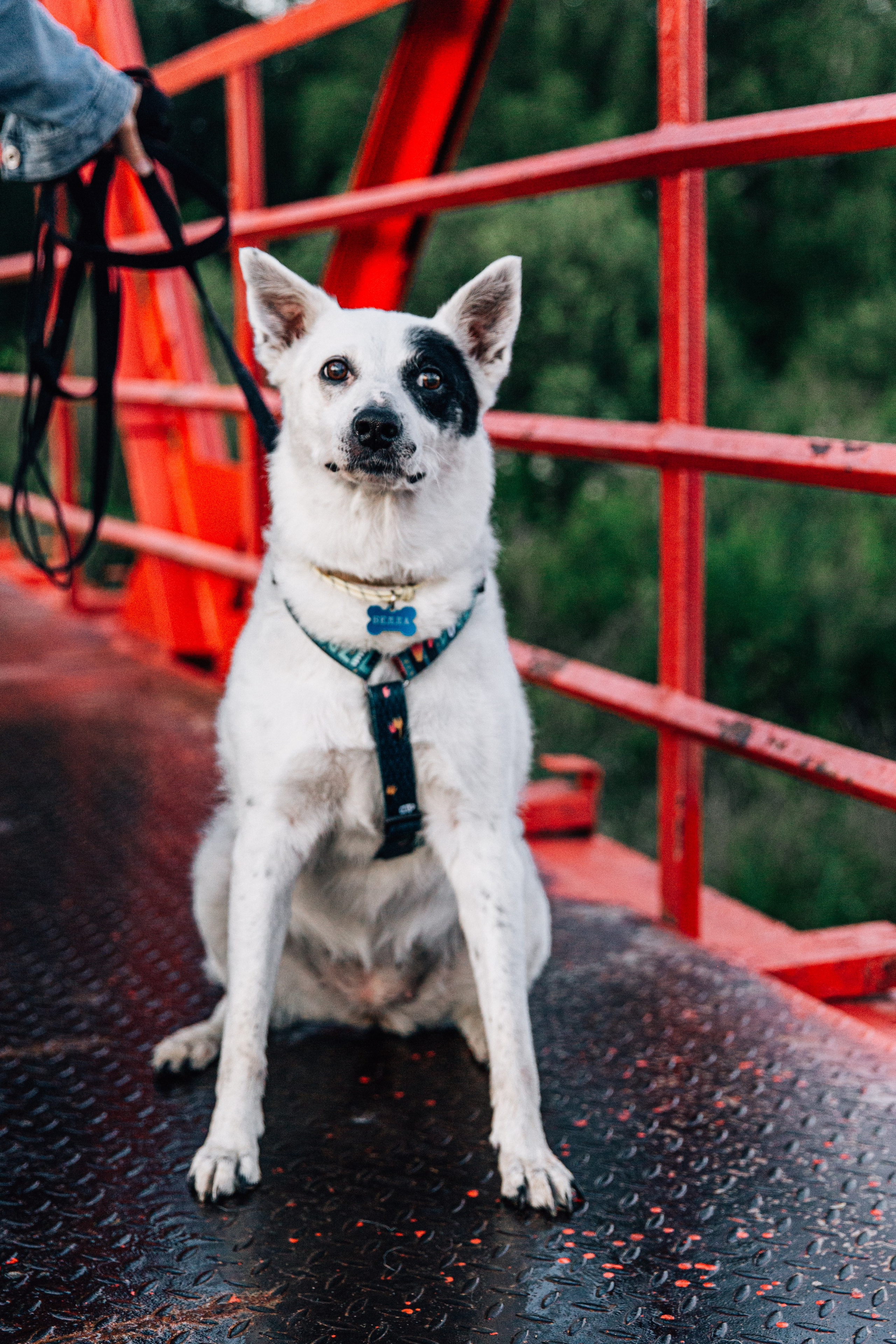 Саша и Белла. Фотограф-анималист в Москве Соломонова Варвара