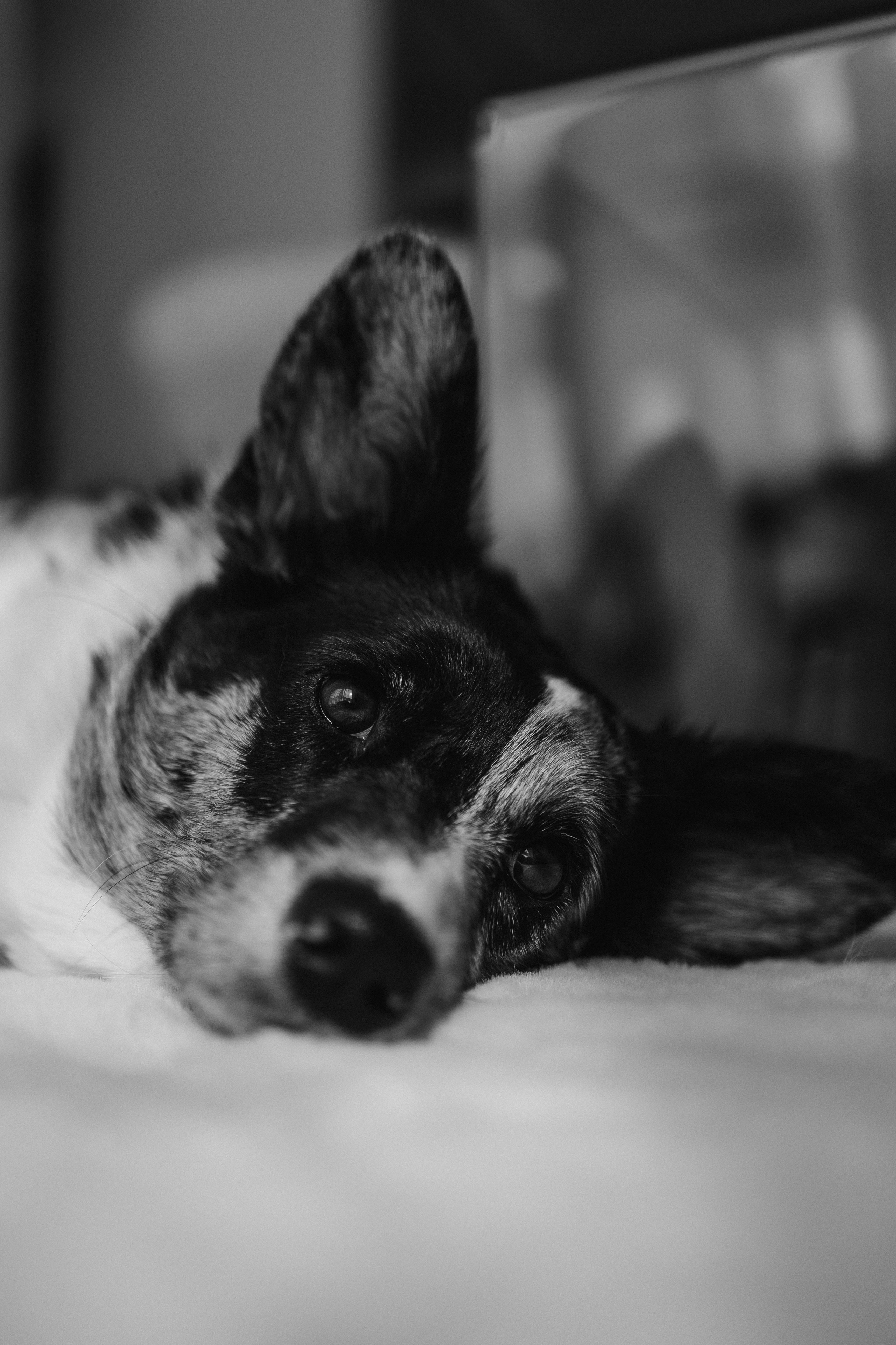 Бэлла, Деми и Луна. Фотораф — анималист Мария Шистка