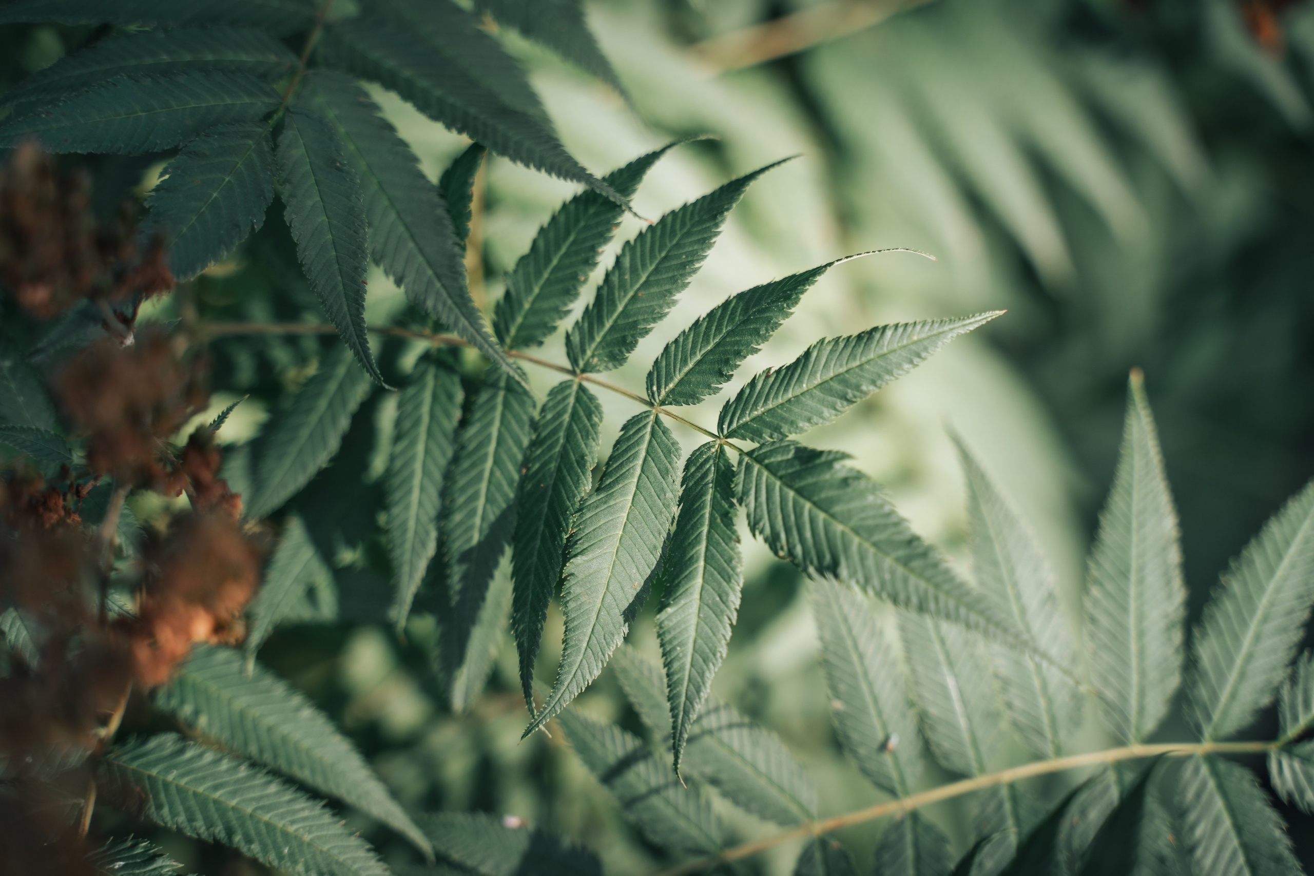 Алексей и Василина. Фотограф Александр Решня