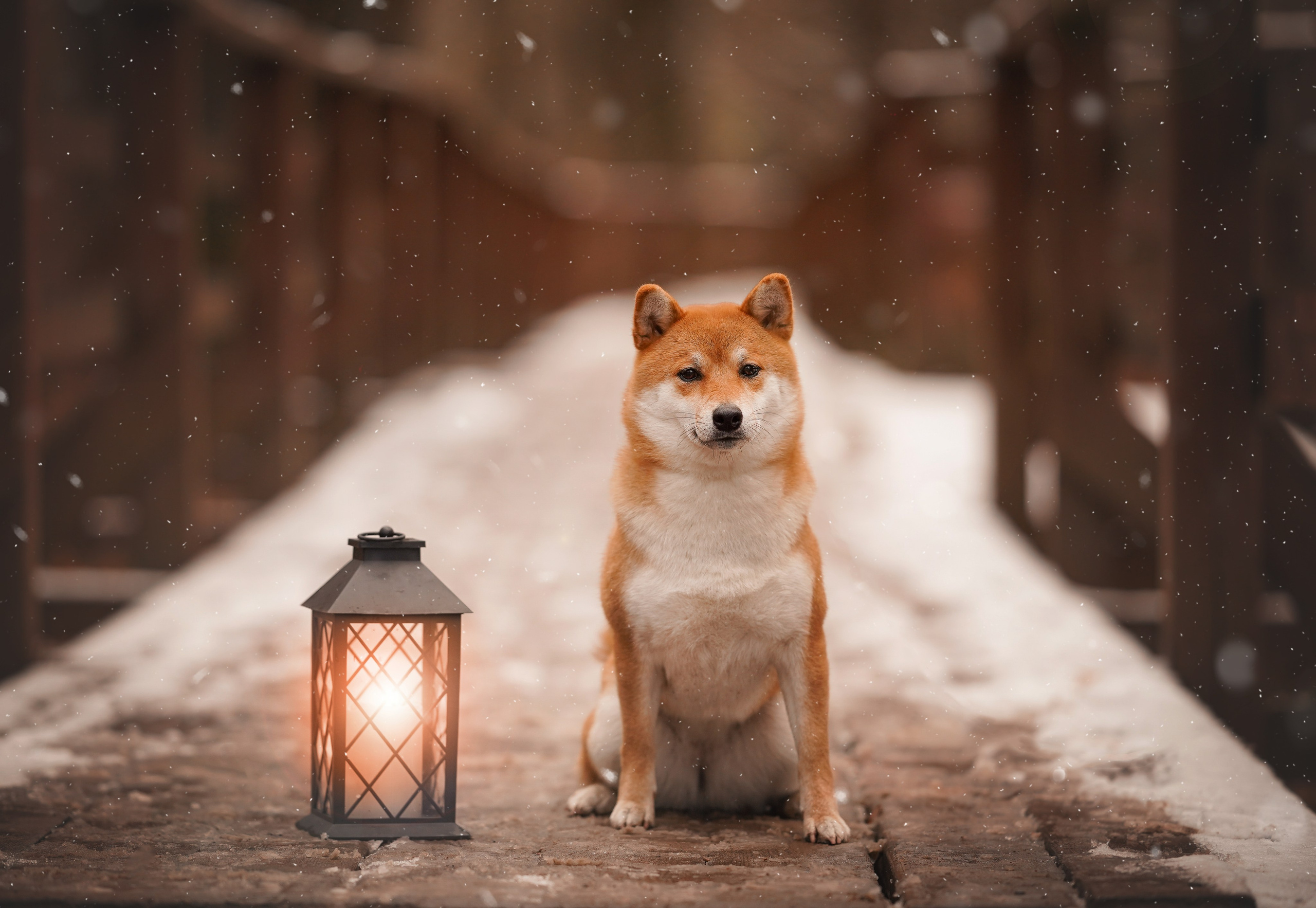 Алина и Юми. Фотограф-анималист в Санкт-Петербурге Яна Мартынова