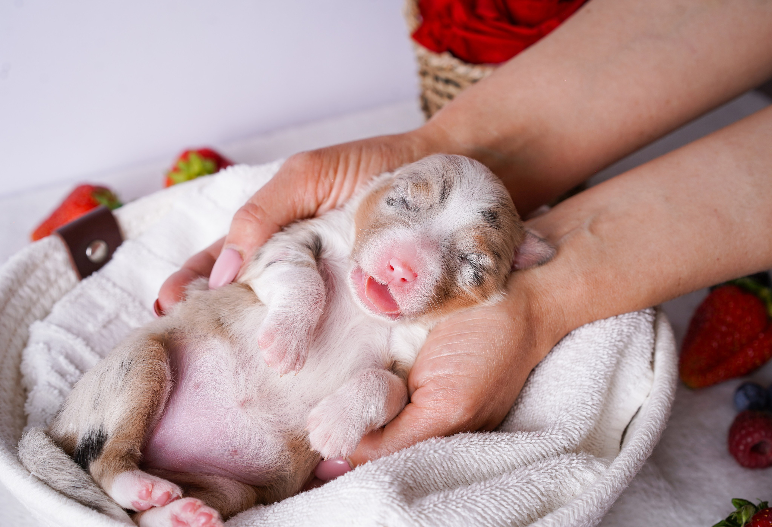 Щенки аусси. Фотограф-анималист в Санкт-Петербурге Яна Мартынова
