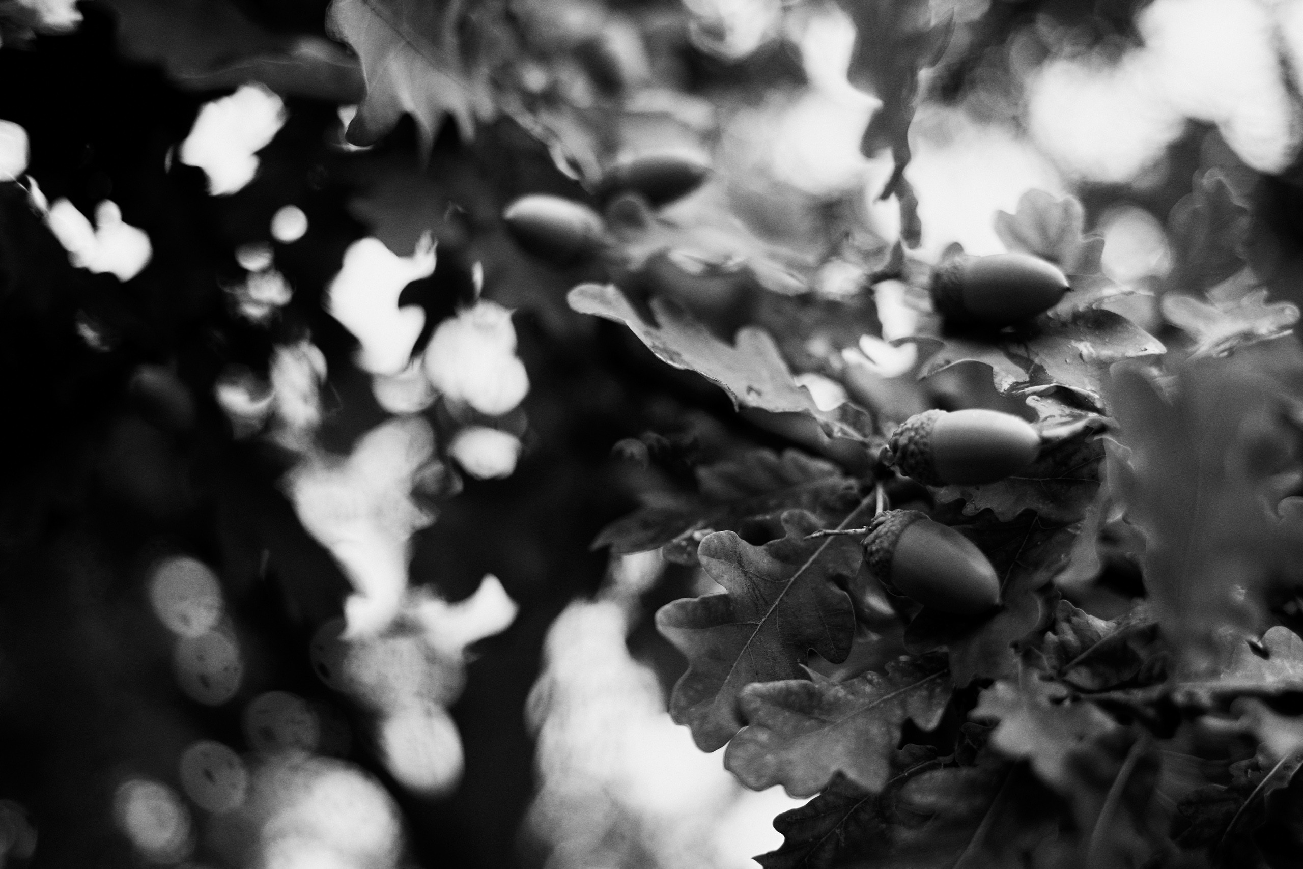 Изысканная классика. Свадебный и семейный фотограф в Ярославле и Рыбинске Вячеслав Барышков