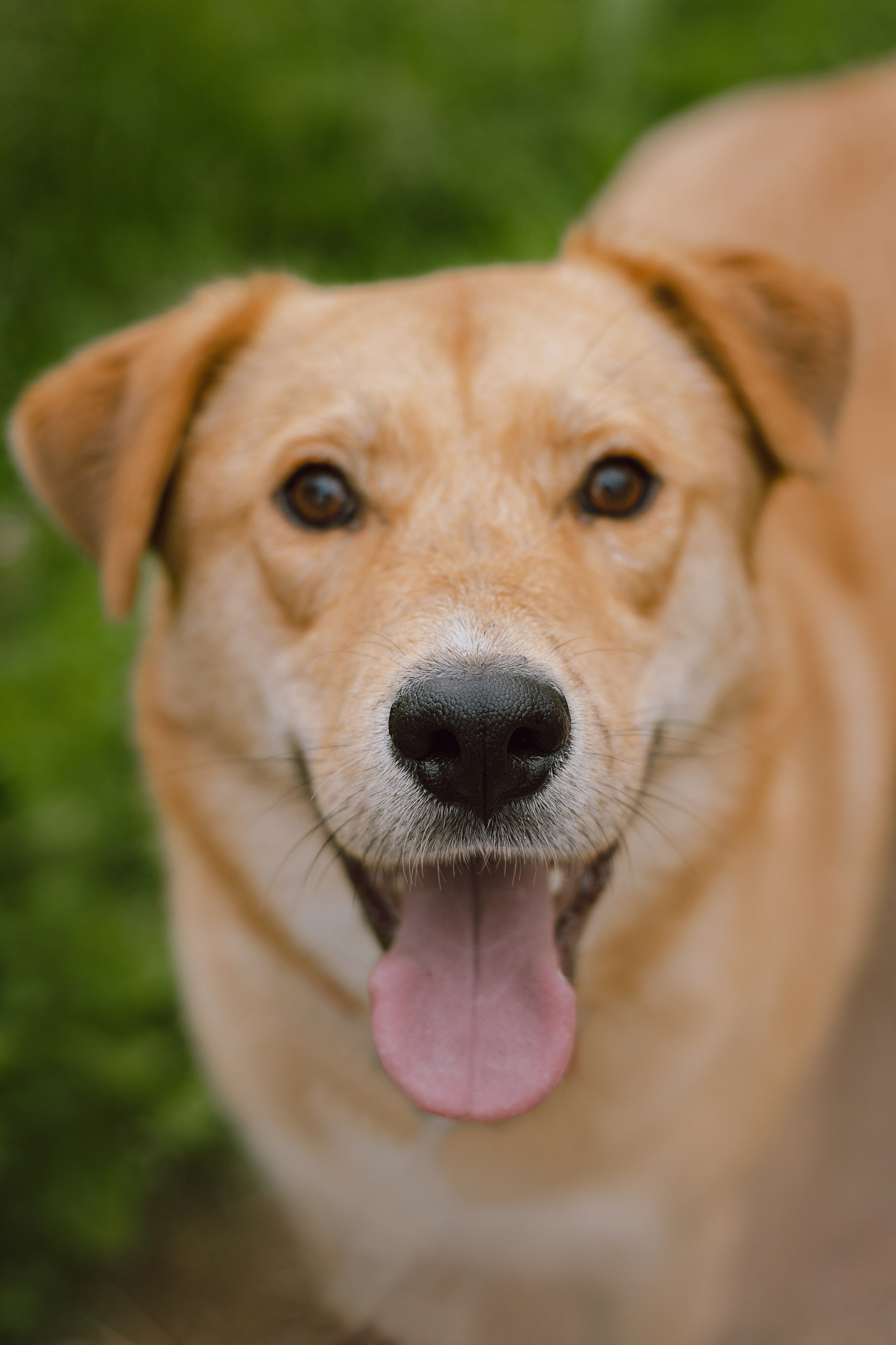 Света и Берт. Фотограф — анималист •love-story•|Санкт-Петербург