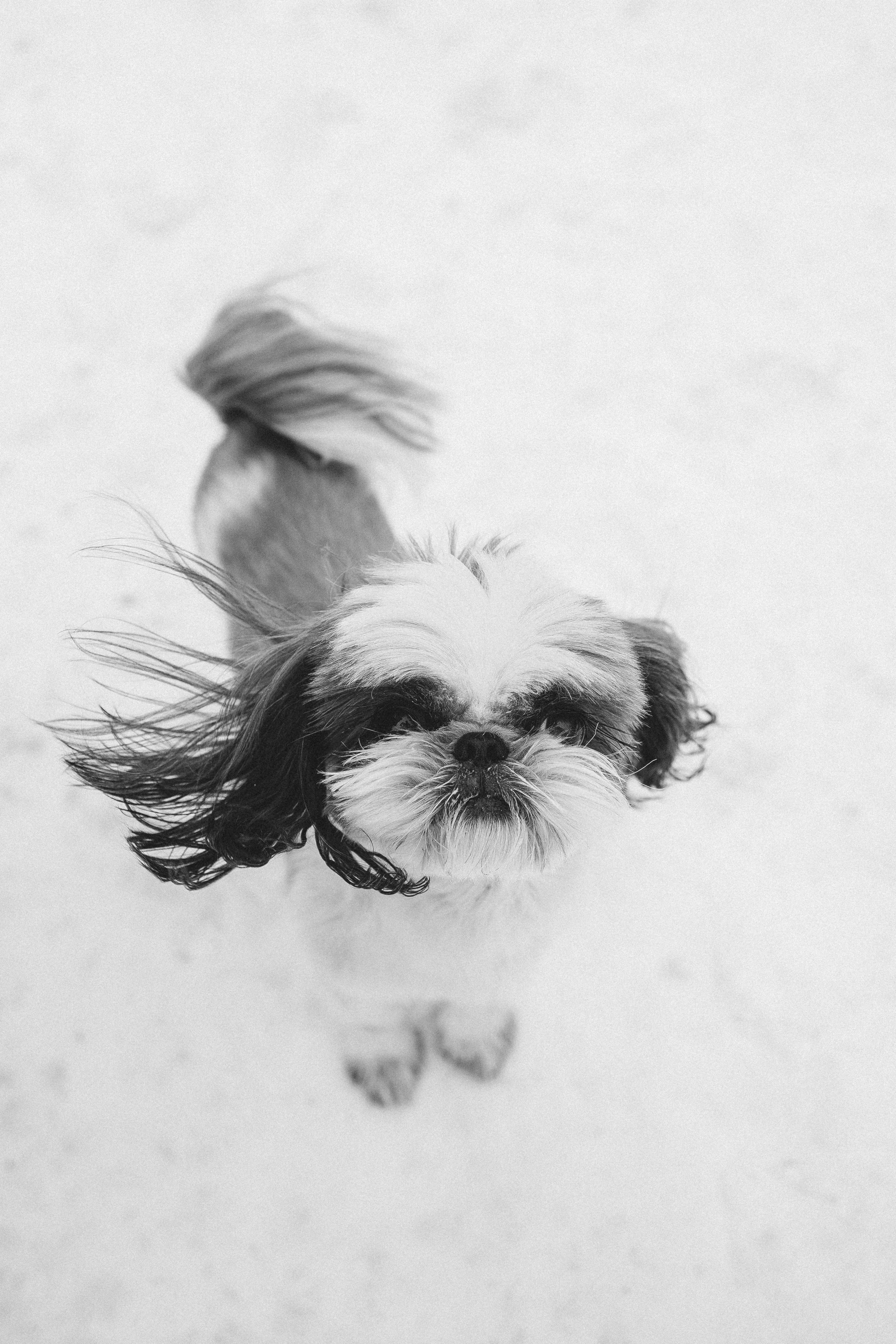 Ксюша & Зевс. Семейный фотограф Питер •love-story•|Санкт-Петербург