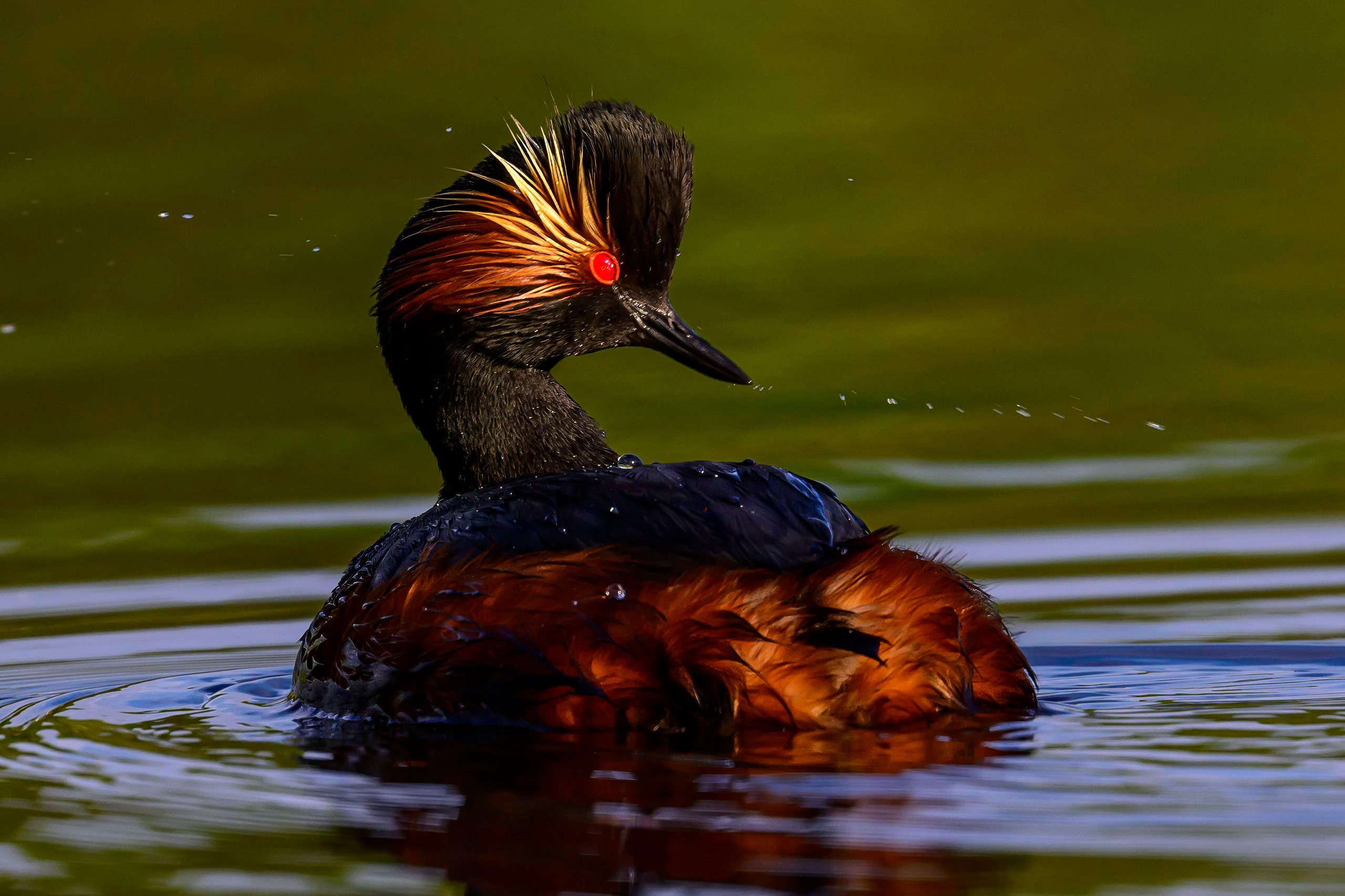 Черношейная поганка. Wildlife photography by Sergey Puponin