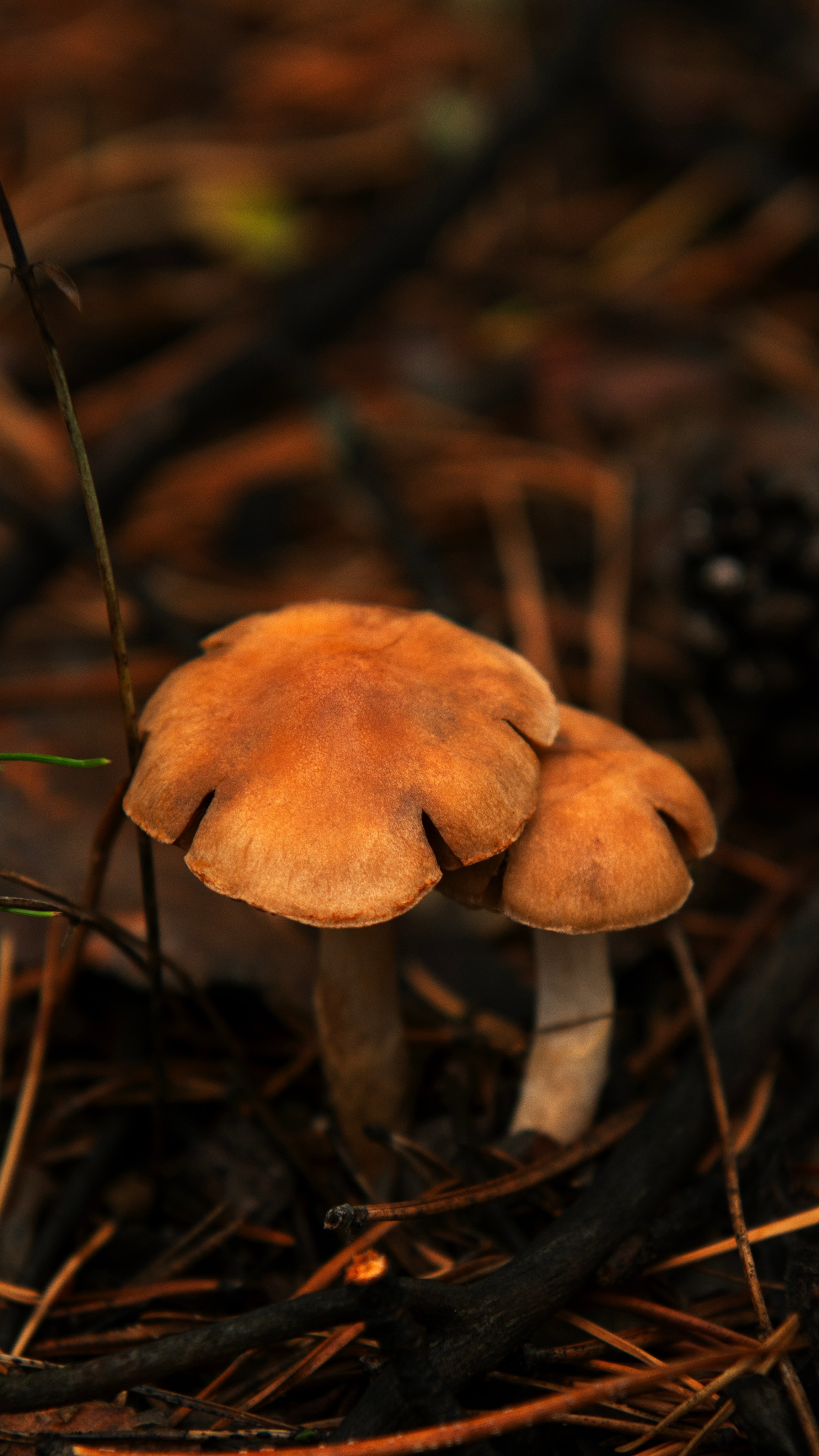 Ну вот как эту красоту не показать? А точнее, как о ней рассказать, если не показать?. Предметный фотограф и ретушер Улан-Удэ Алла Белова