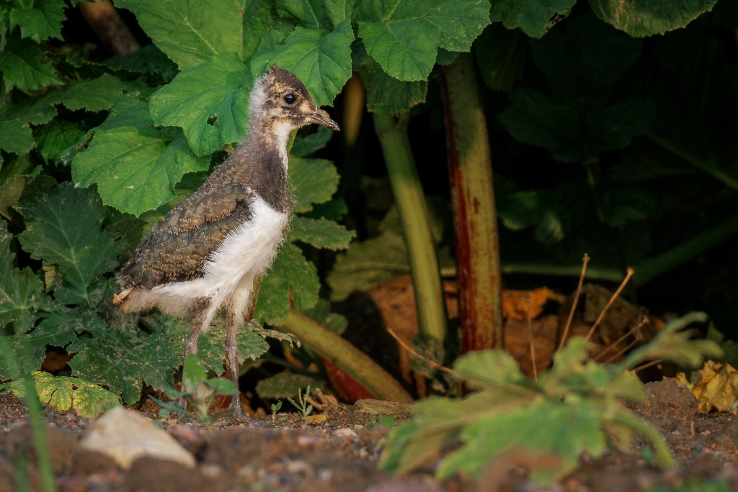 Птенцы чибиса. Фотограф дикой природы Роман Исаенков
