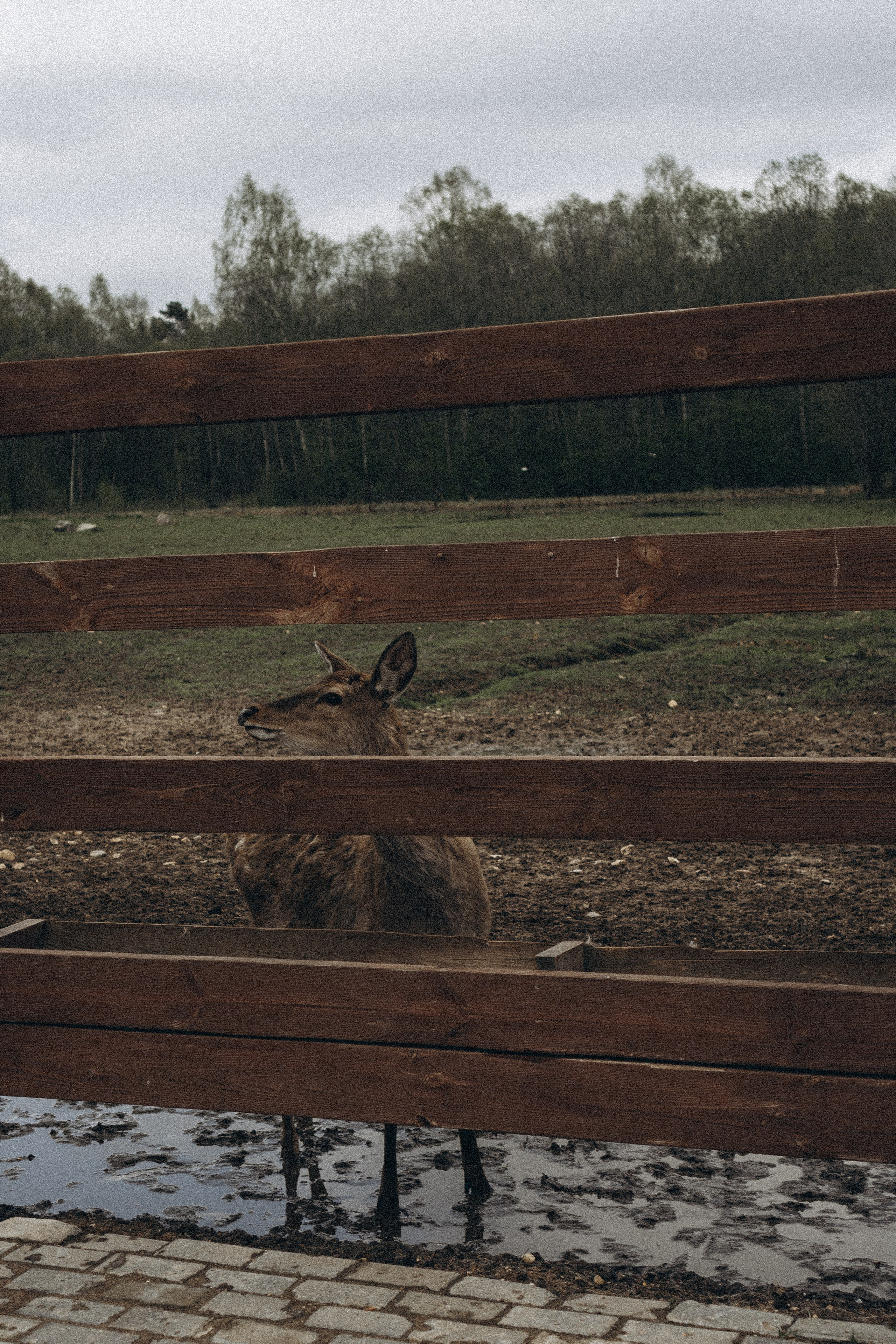 ОЛЕНЬЯ ФЕРМА В ТВЕРИ. Профессиональный фотограф, Санкт-Петербург — Виктория Богомолова