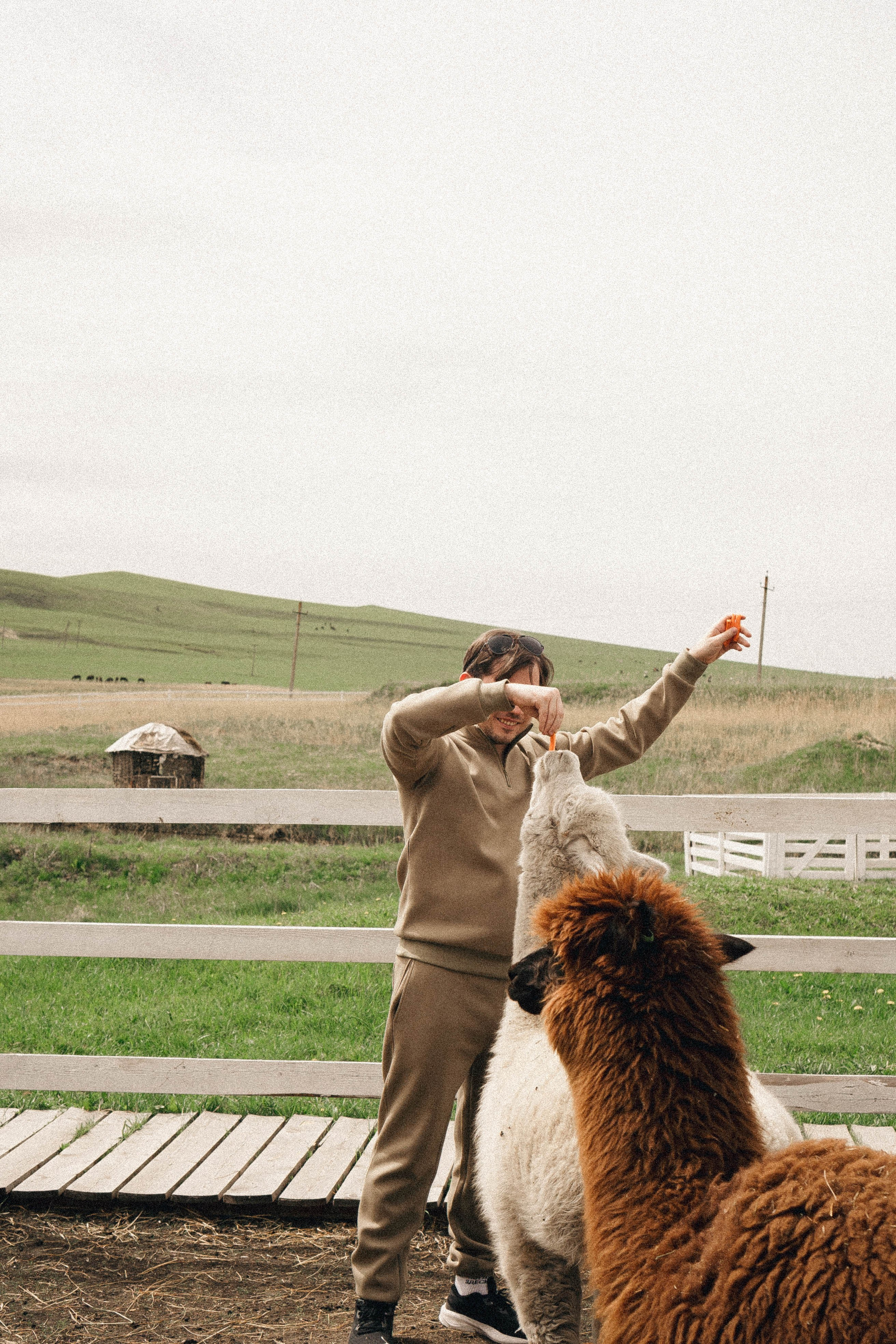 Ферма Альпак. Профессиональный фотограф, Санкт-Петербург — Виктория Богомолова