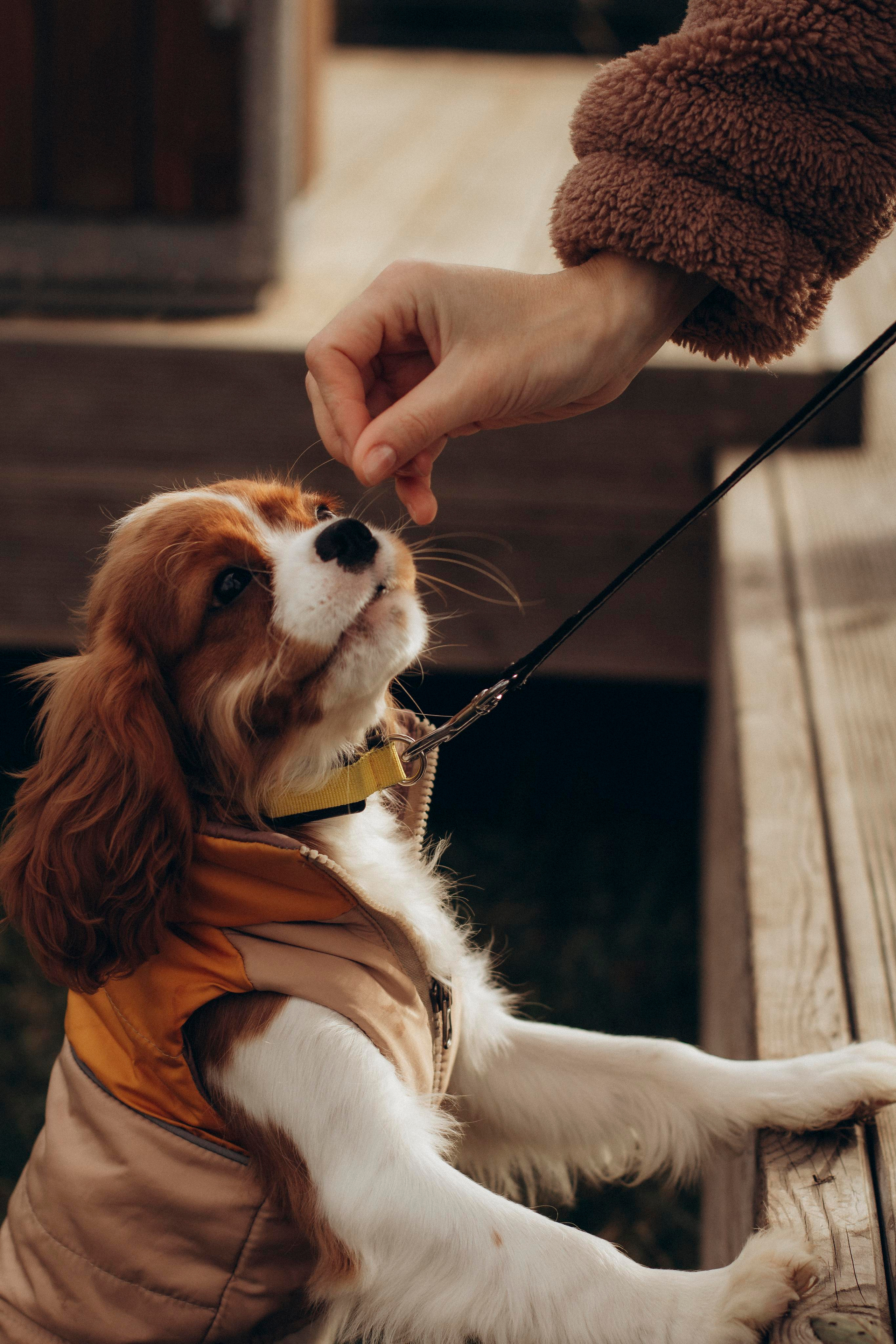 Лена и Мия. Ваш фотограф АНАстасия Земскова