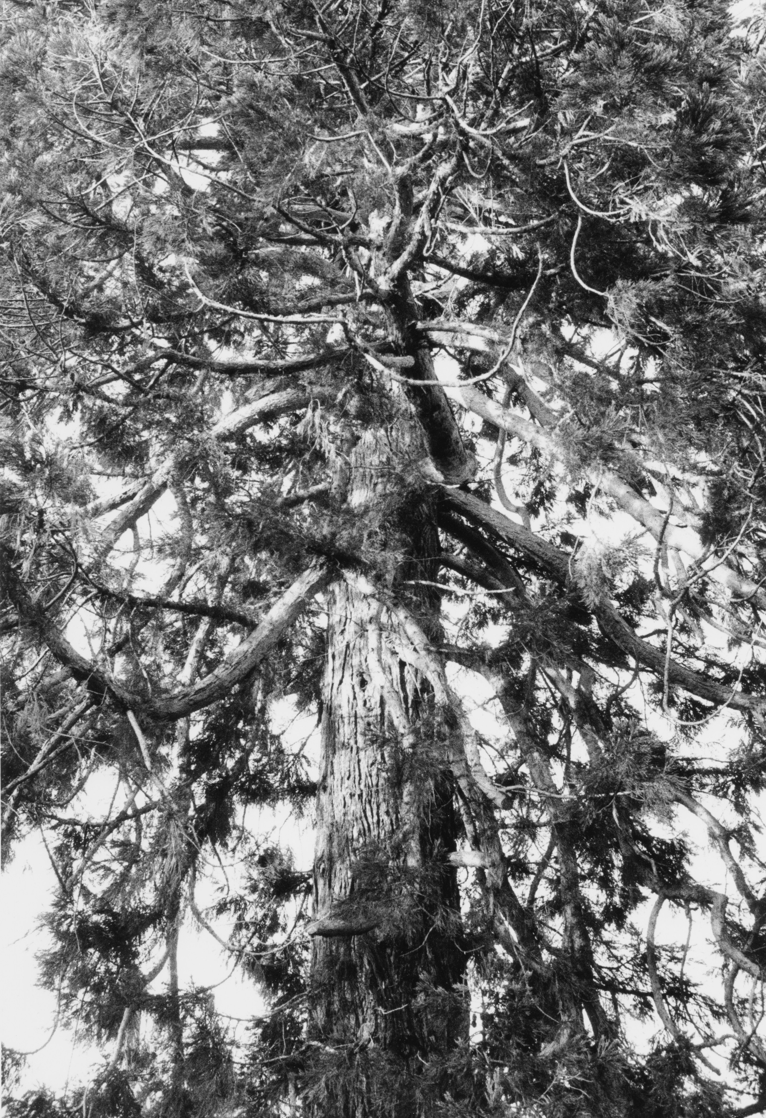 Prints. Maria Abdullaeva