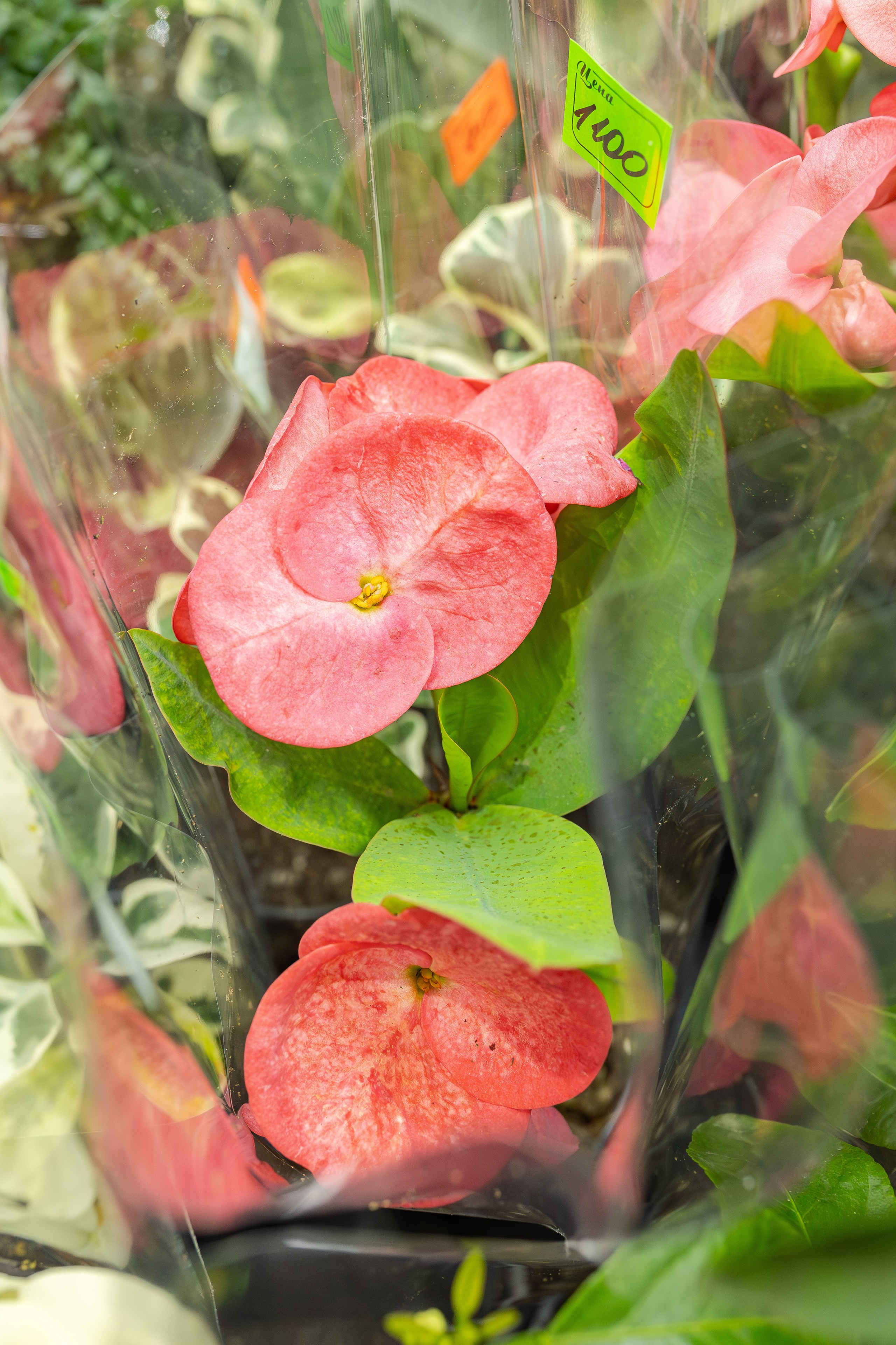 Монстериум апрель 2026. Александра Куликова фотограф, Москва