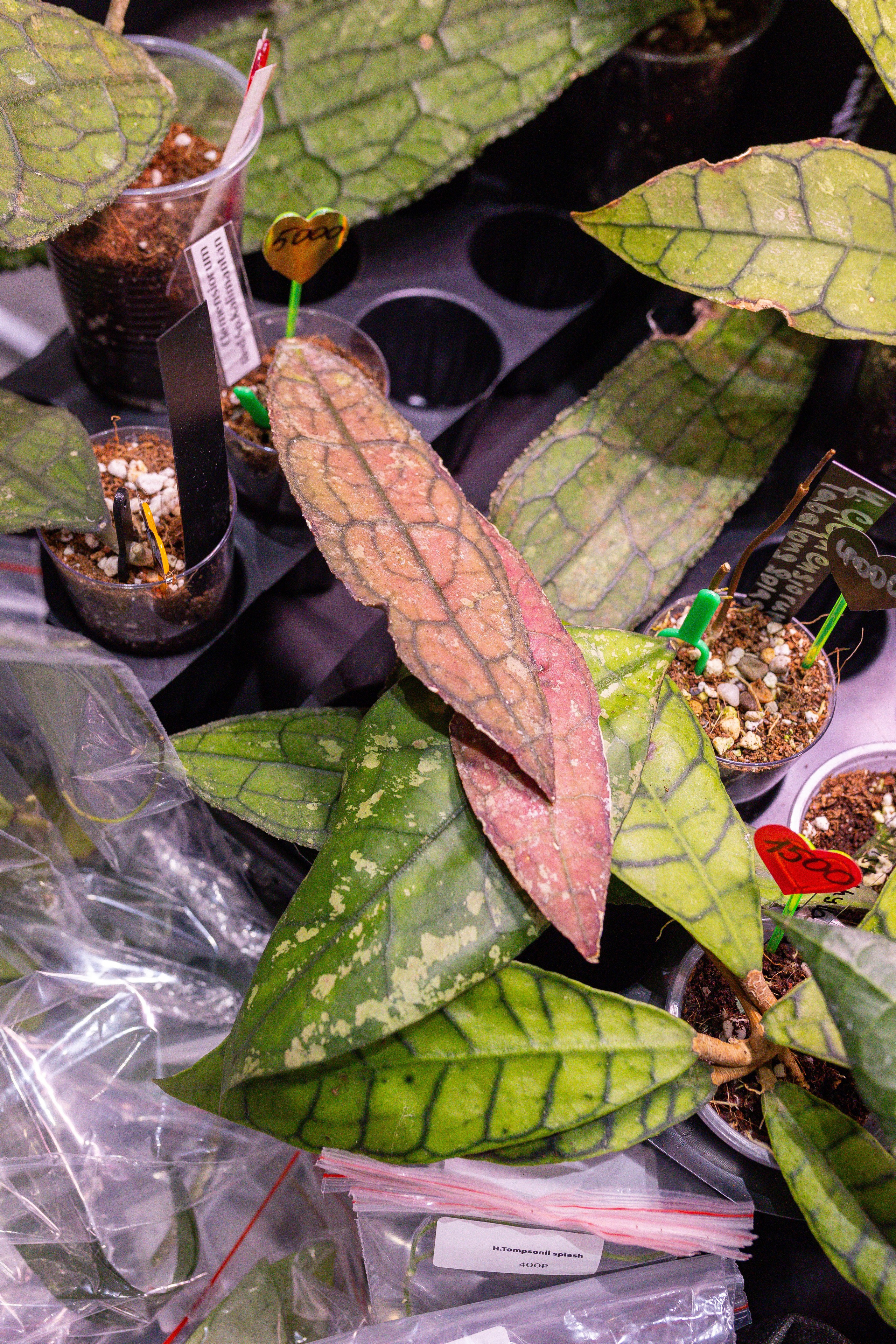 Монстериум 11–12 октября. Александра Куликова фотограф, Москва