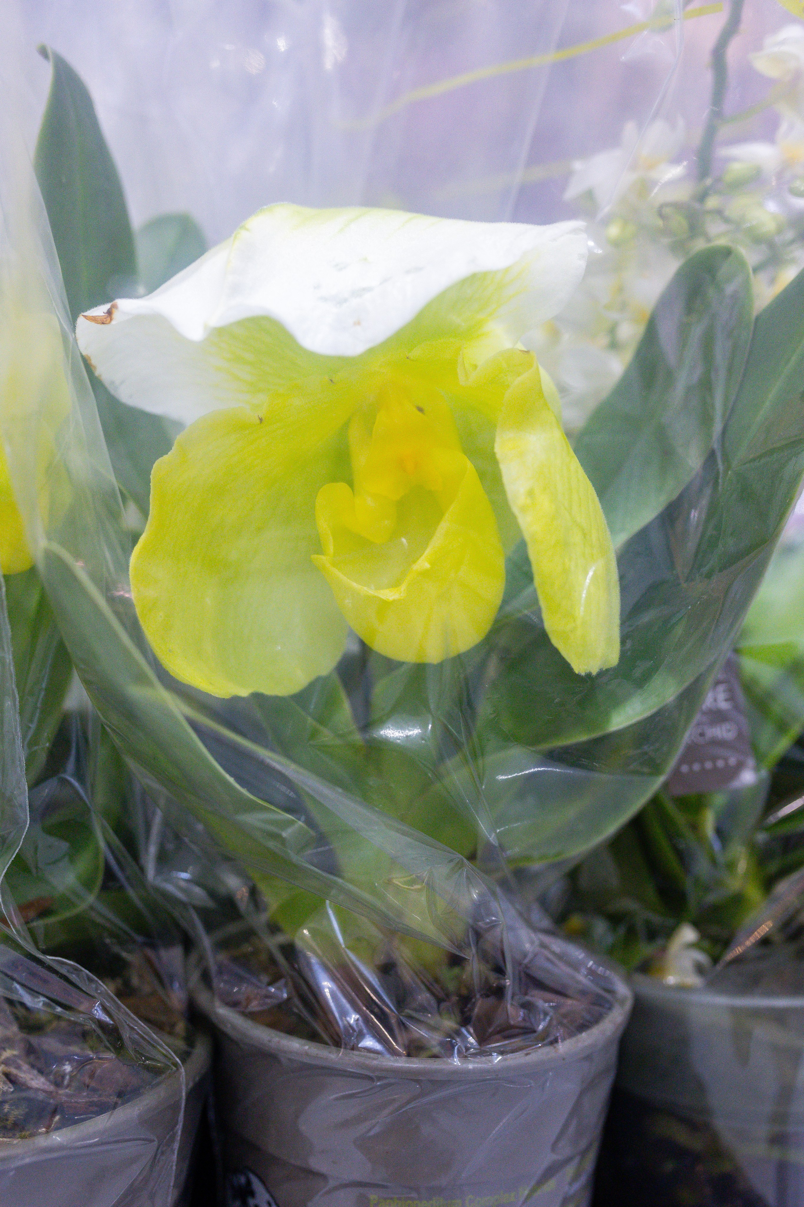 Орхидиум 12.2025. Александра Куликова фотограф, Москва