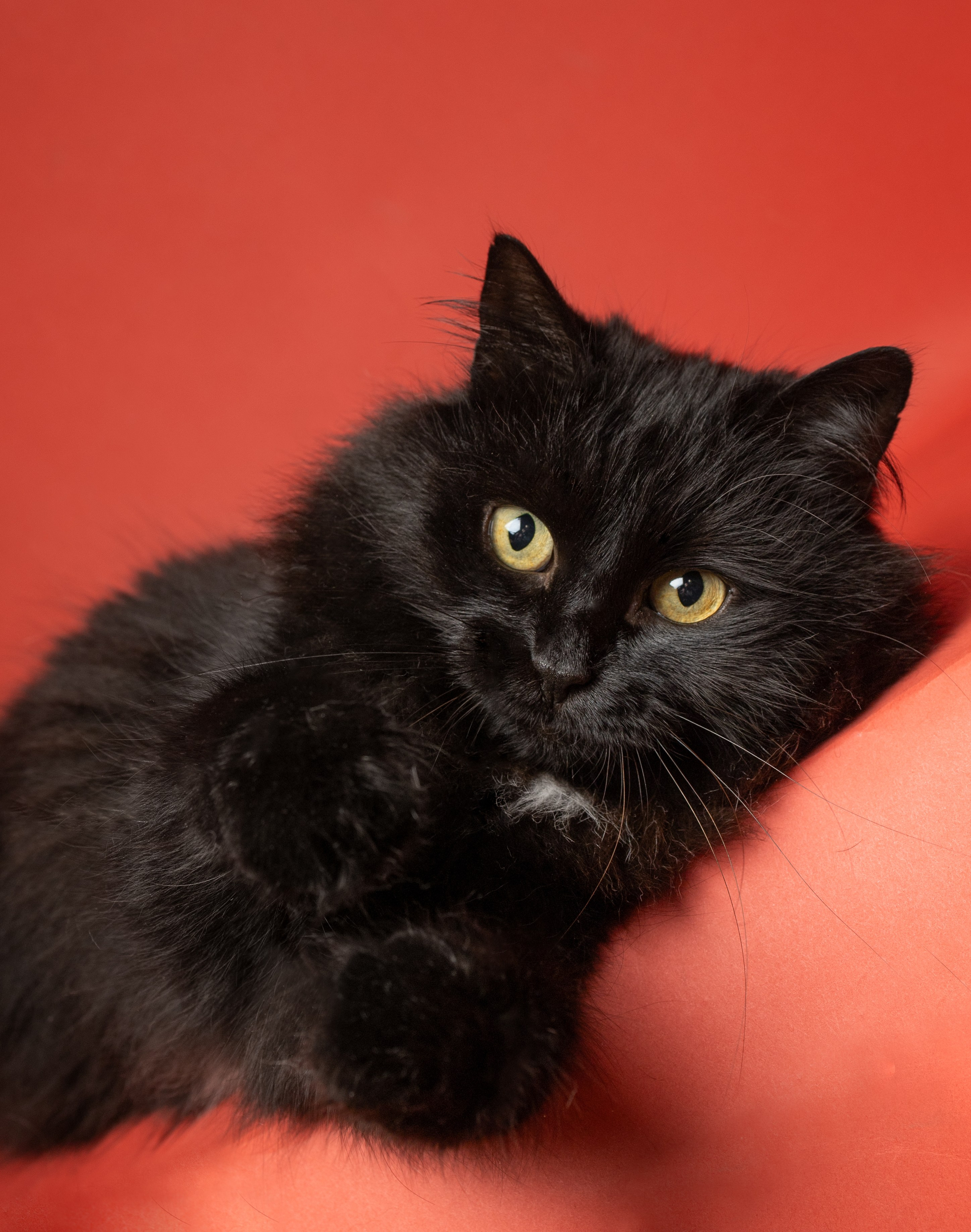 Коты. Фотограф Демид Никитин. г. Дубна, Москва