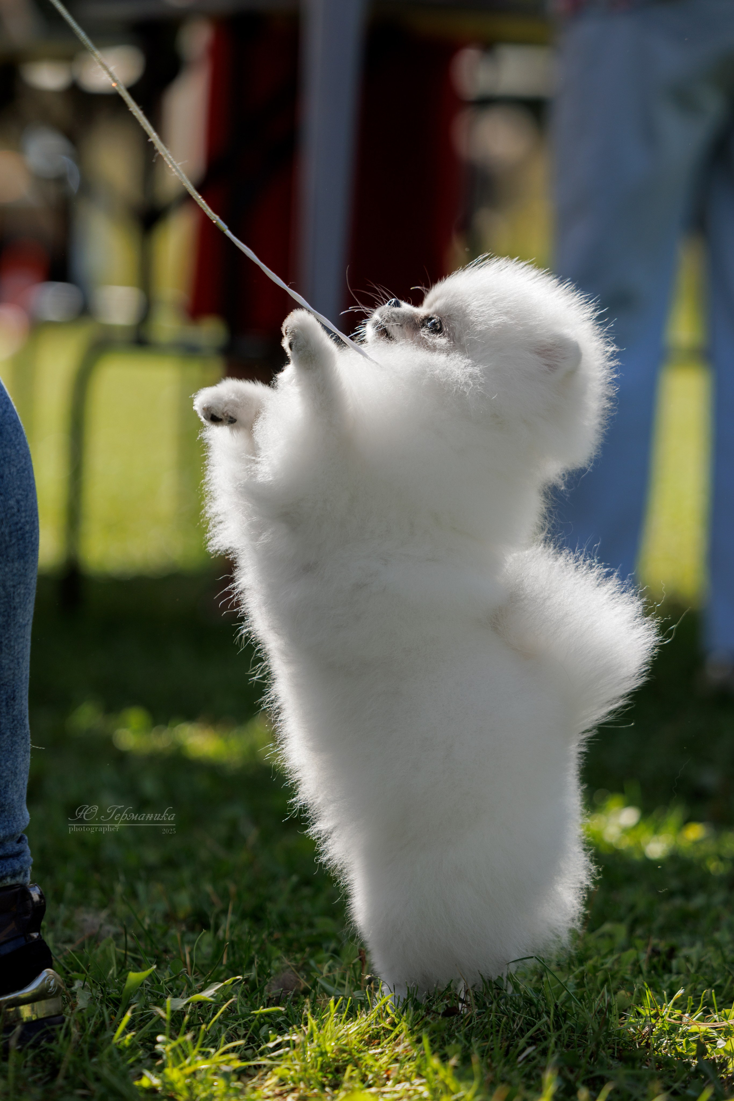 Зеленоград 13.09.2025. Фотограф-анималист Юлия Германика