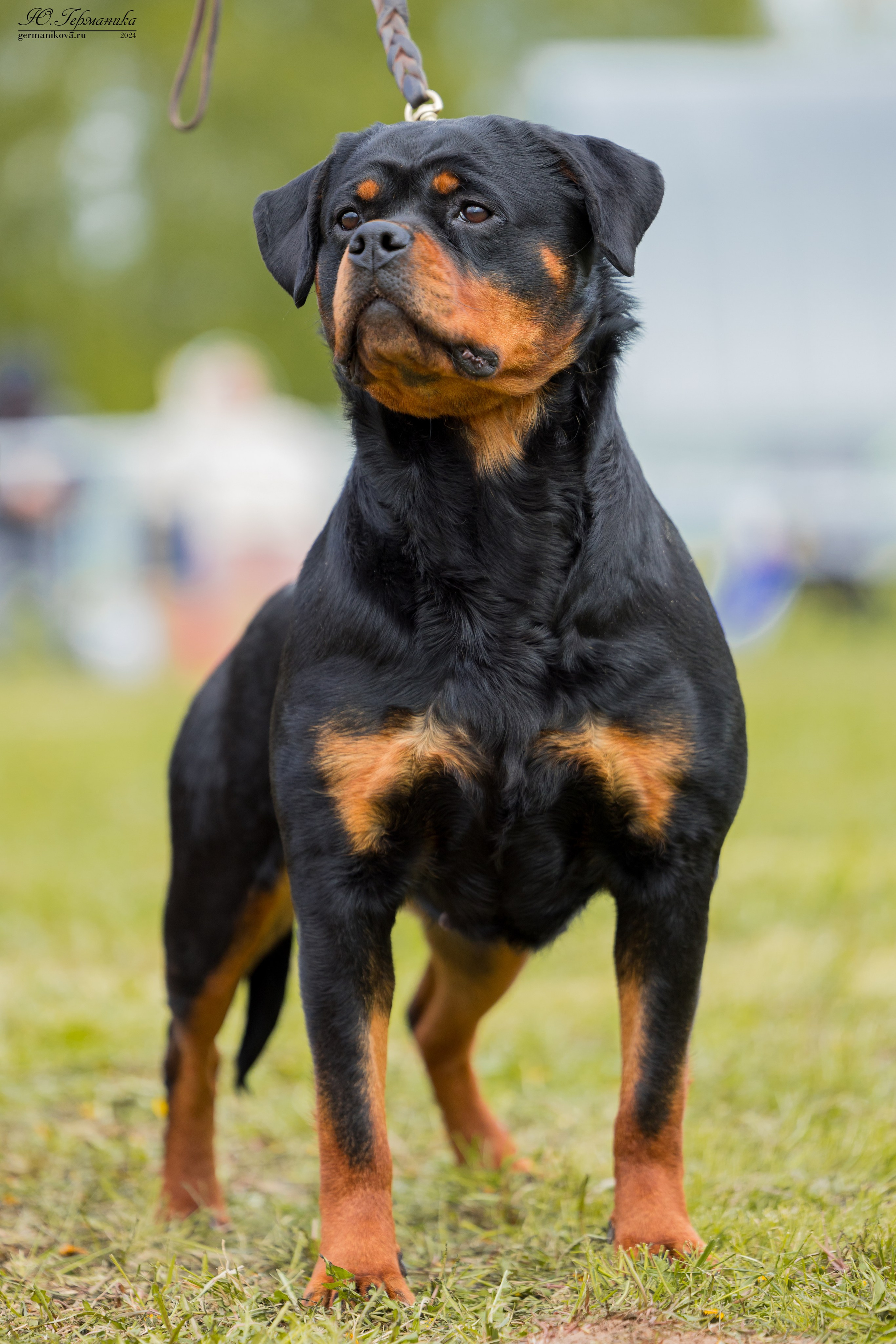 Нижний Новгород 11-12.05.2024 моно ротвейлеров. Фотограф-анималист Юлия Германика