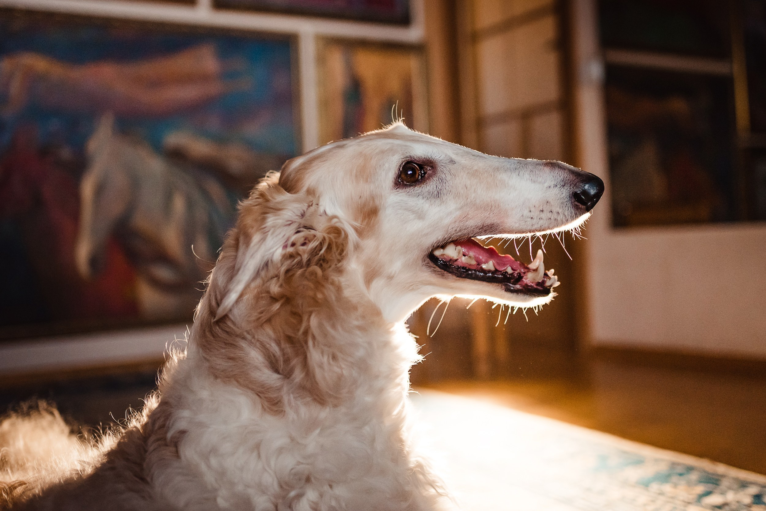 Квартира с картинами. Алиса, Андрей и их пушистая семья. Семейный Фотограф в Москве Ирина Хохлова