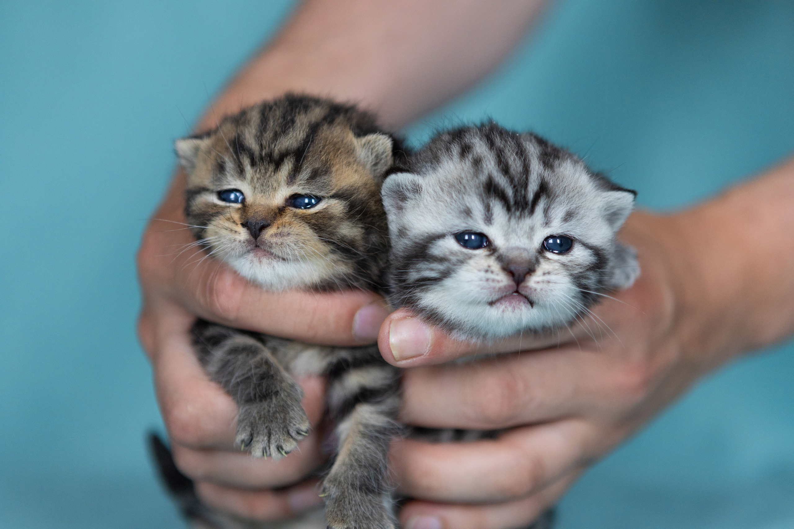 Котята. Фотограф Яна Матвеева в Ижевске