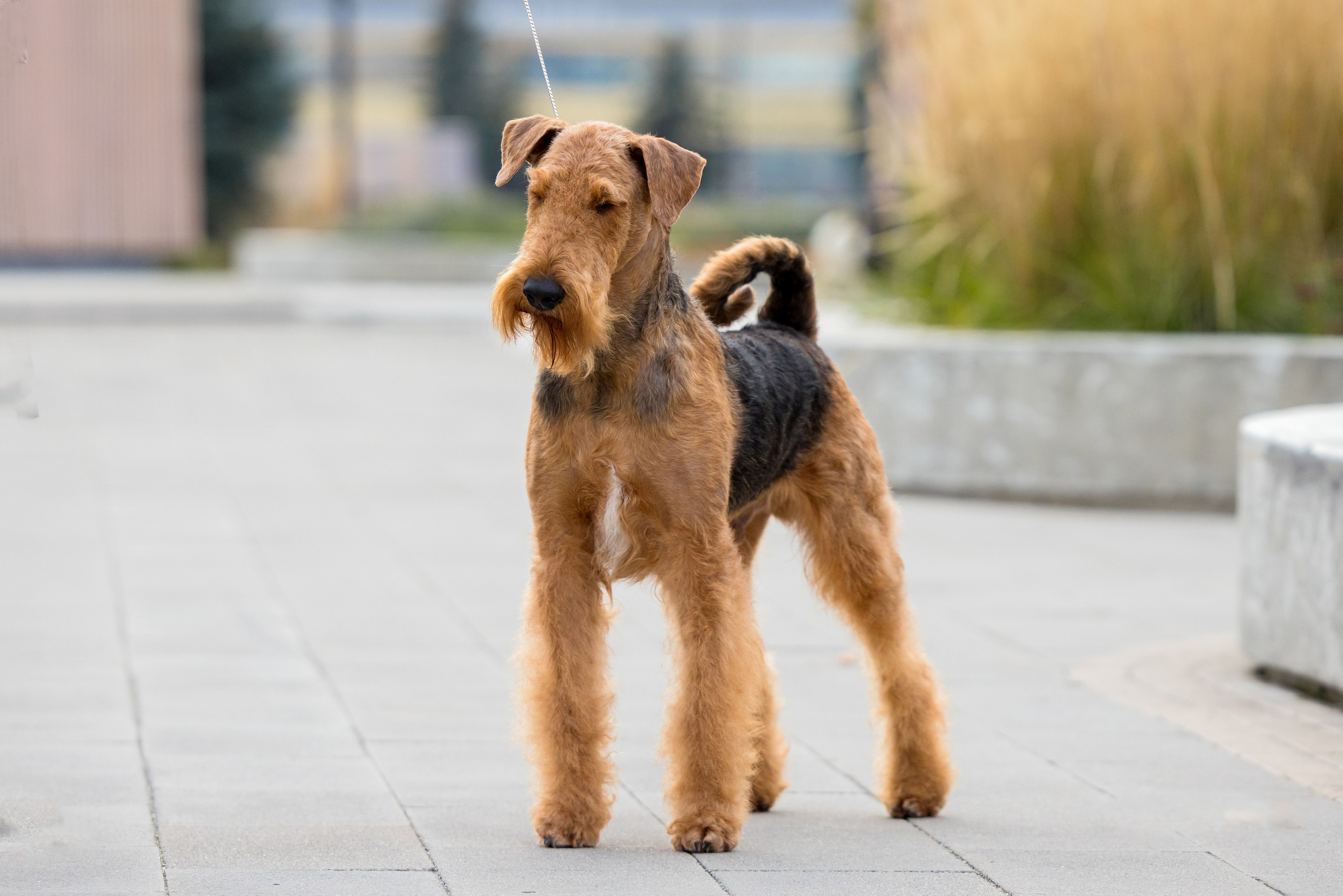 Нижний Новгород 21-22.10.2023. Фотограф-анималист Юлия Германика