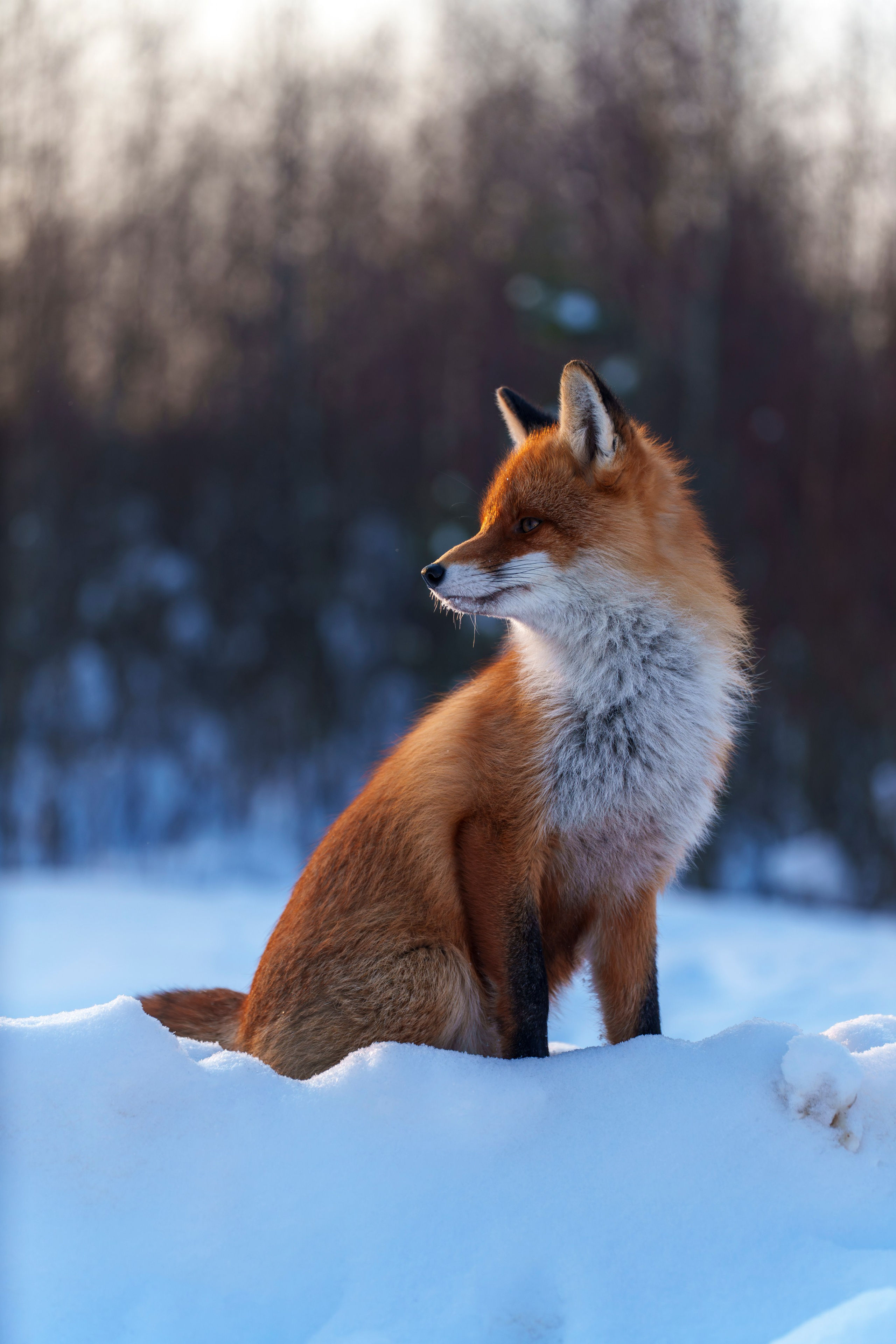 Animals — Животные