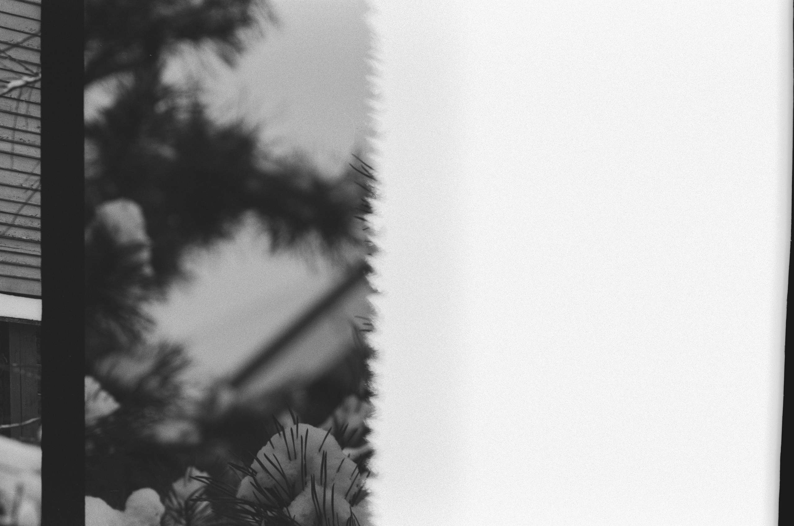 Contax N1 / Carl Zeiss Makro Sonnar 100 mm f/2.8 / Давыдовское