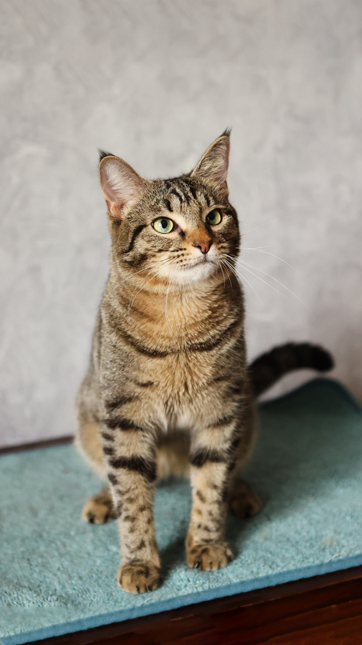 Новогодние питомцы. Художник Варвара Форс