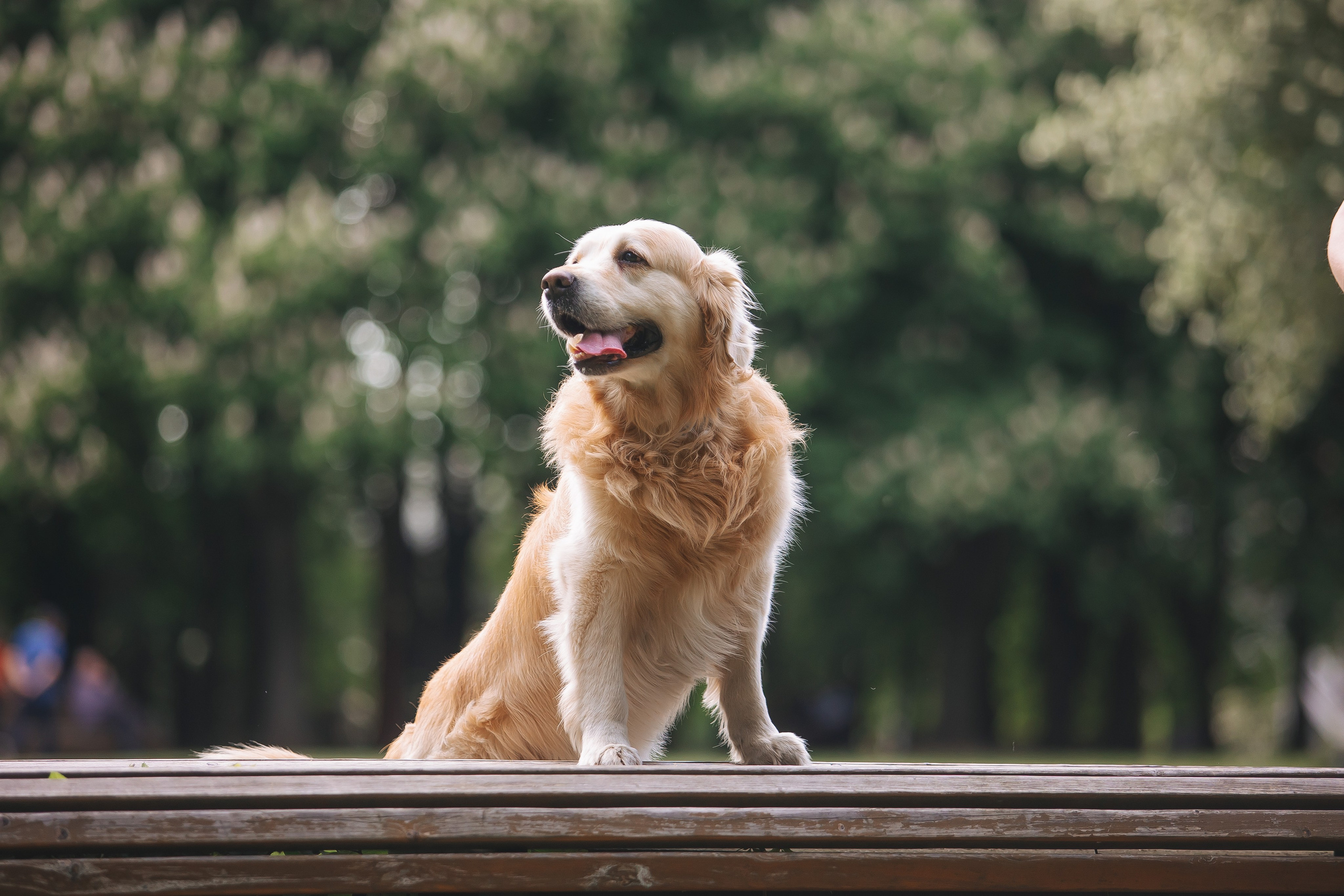 Золотистый ретривер Кант, Калининград. Свадебный и женский фотограф