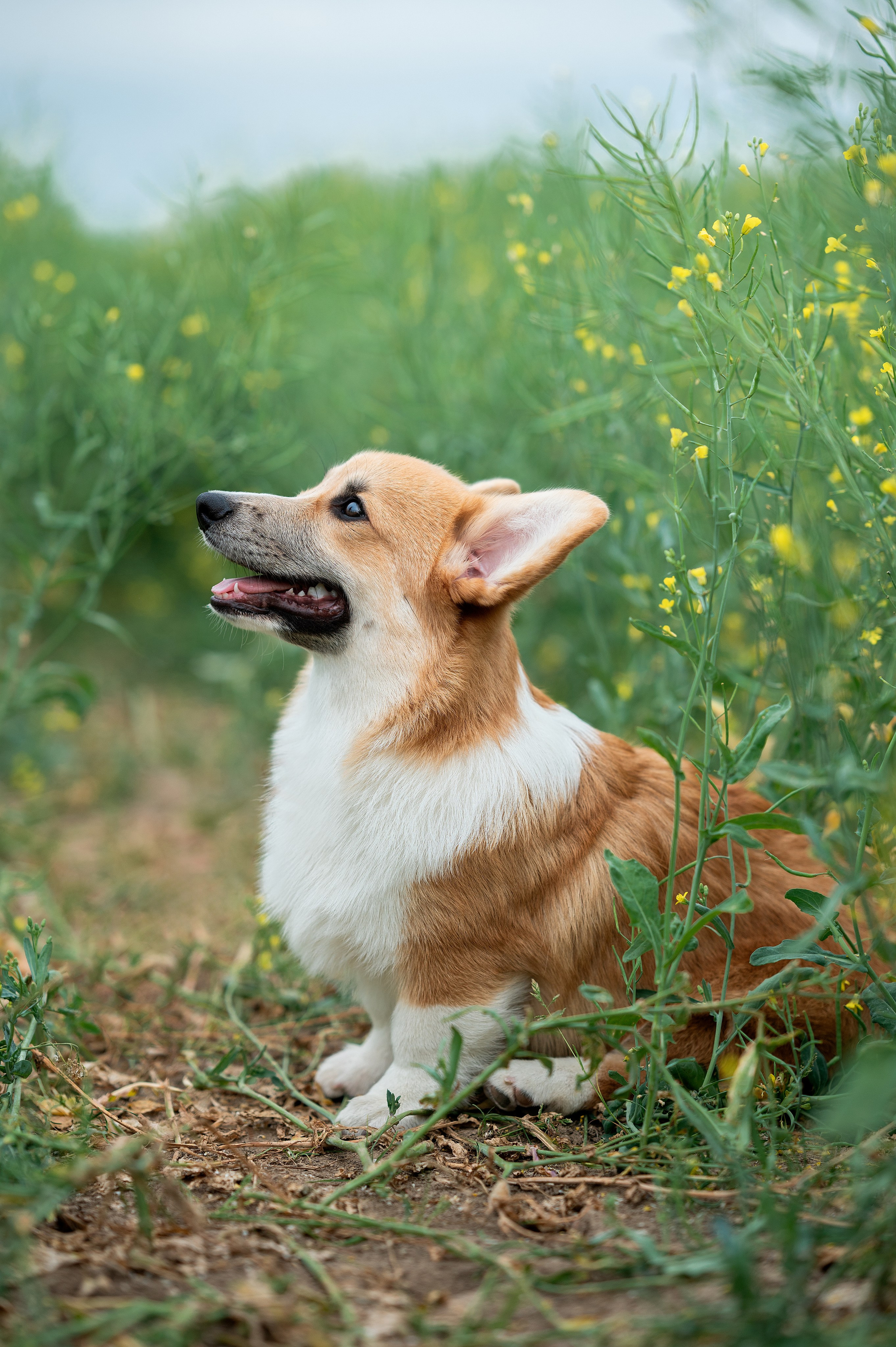 Заводчик Ольга Кушкина. Творческий фотограф Вологда