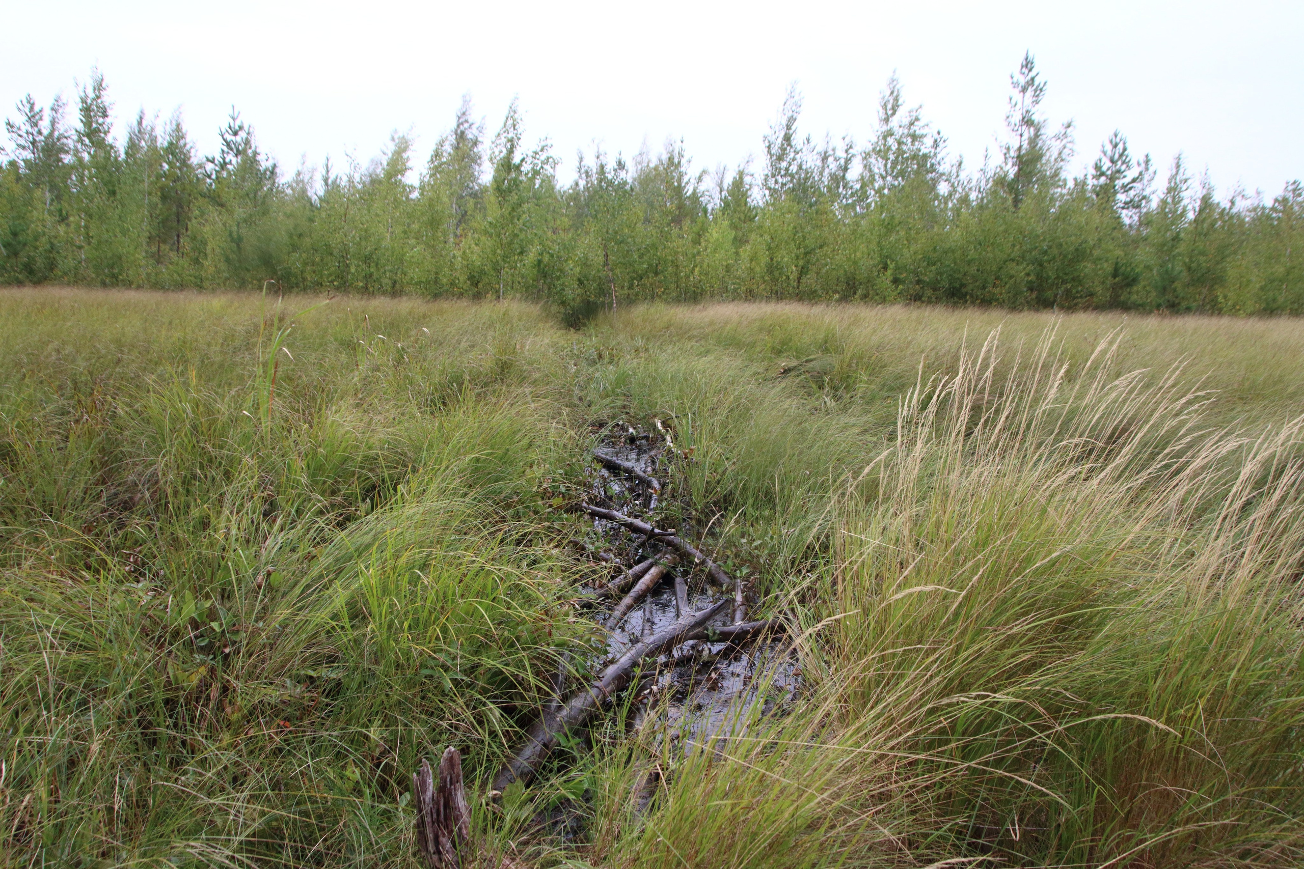 27.08.2019 Фотопленэр на болоте Самарская обл., Шигонский р-н. Фотообъединение Самарского областного отделения Союза журналистов России