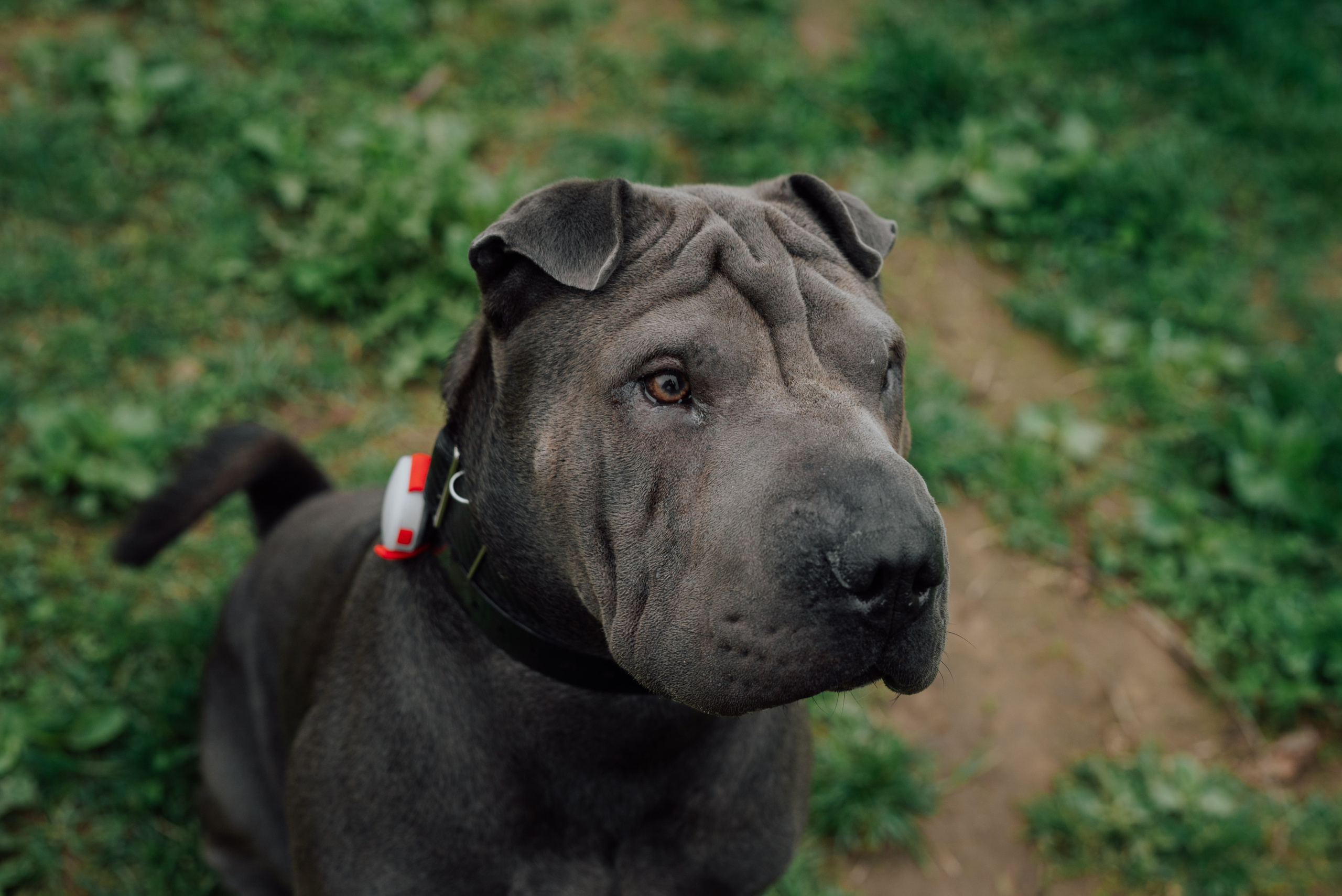 Фотовыходные с питомцами Мурино. Фотограф в Санкт-Петербурге и Ленинградской области